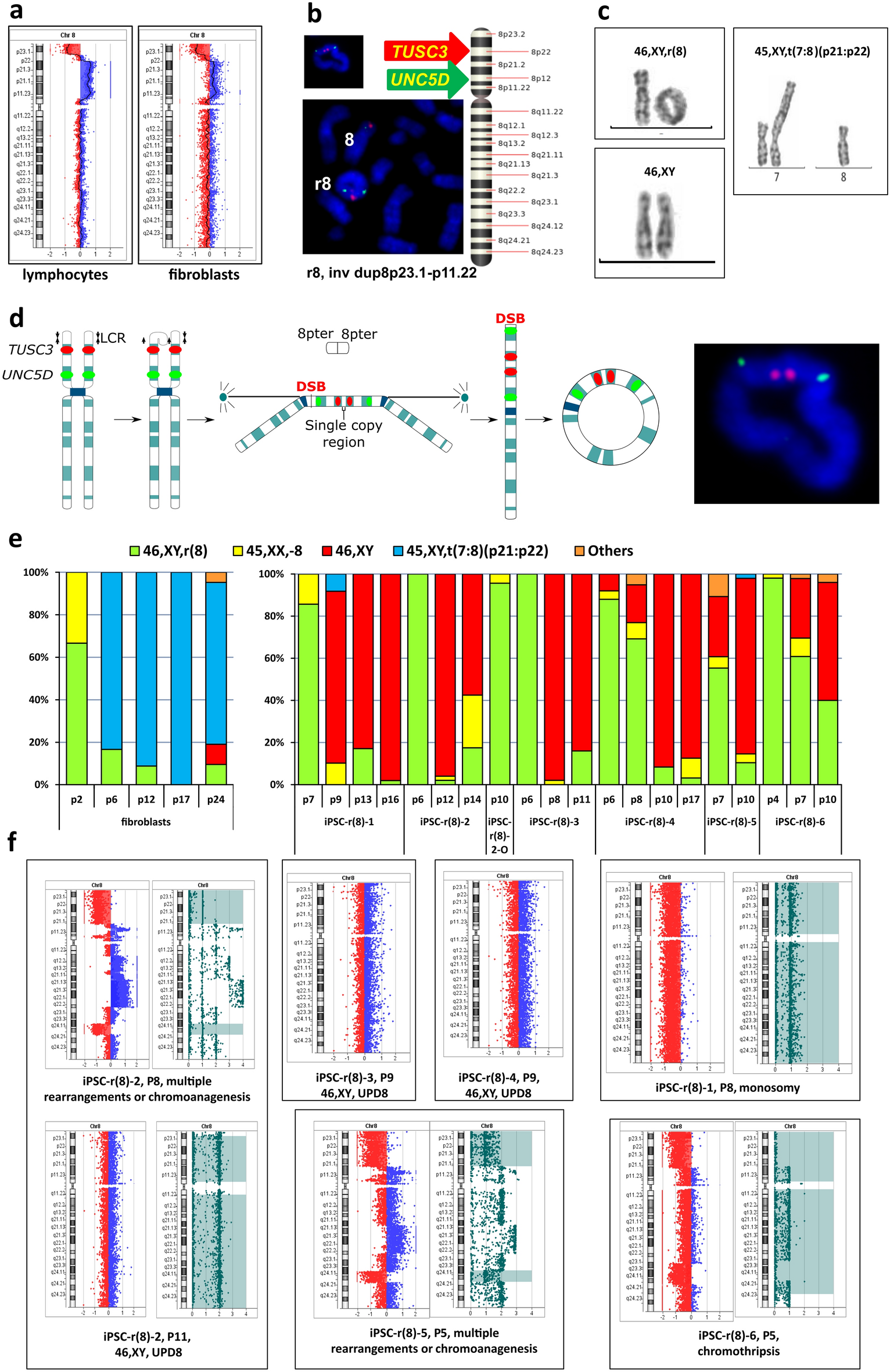 Complex biology of constitutional ring chromosomes structure and  (in)stability revealed by somatic cell reprogramming | Scientific Reports