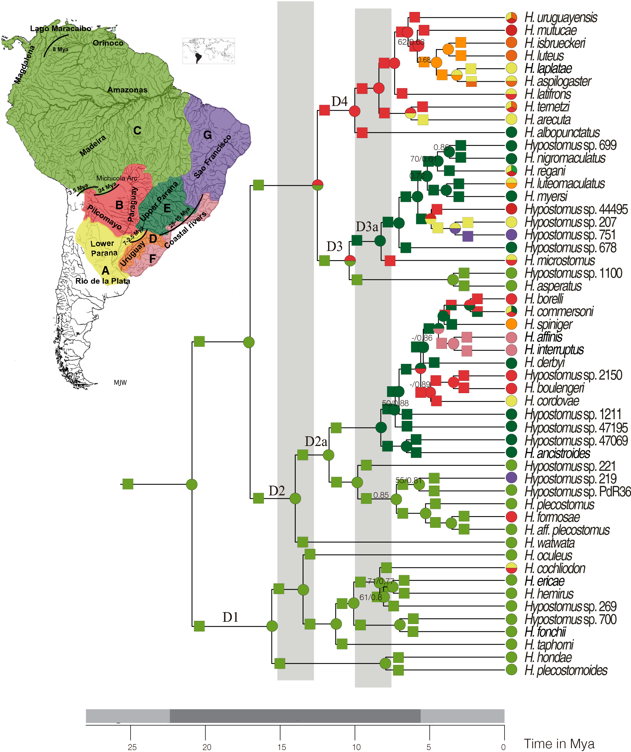 Multilocus phylogeny and historical biogeography of Hypostomus shed light  on the processes of fish diversification in La Plata Basin | Scientific  Reports