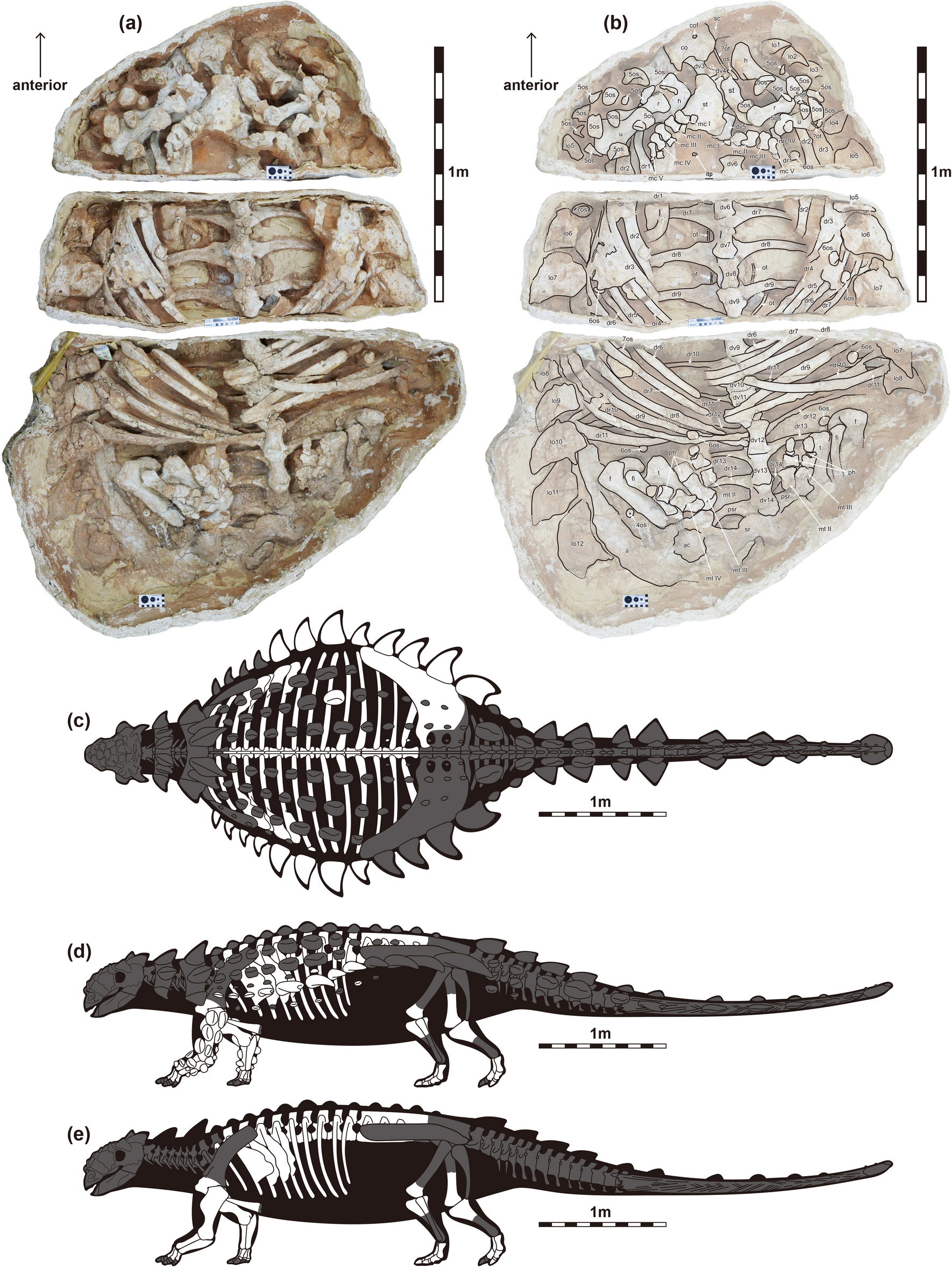 Figure 2 of Park et al. (2021): appendicular anatomy and osteoderms of the new Mongolian ankylosaurid, a reference for Asian postcranial evolution including Pinacosaurus.