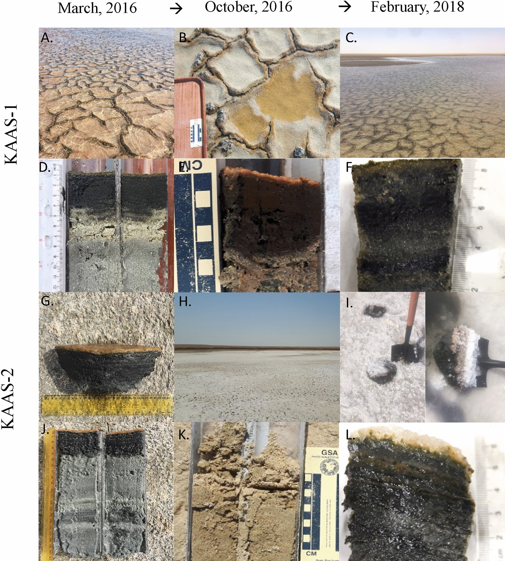 Modern dolomite formation caused by seasonal cycling of oxygenic  phototrophs and anoxygenic phototrophs in a hypersaline sabkha | Scientific  Reports