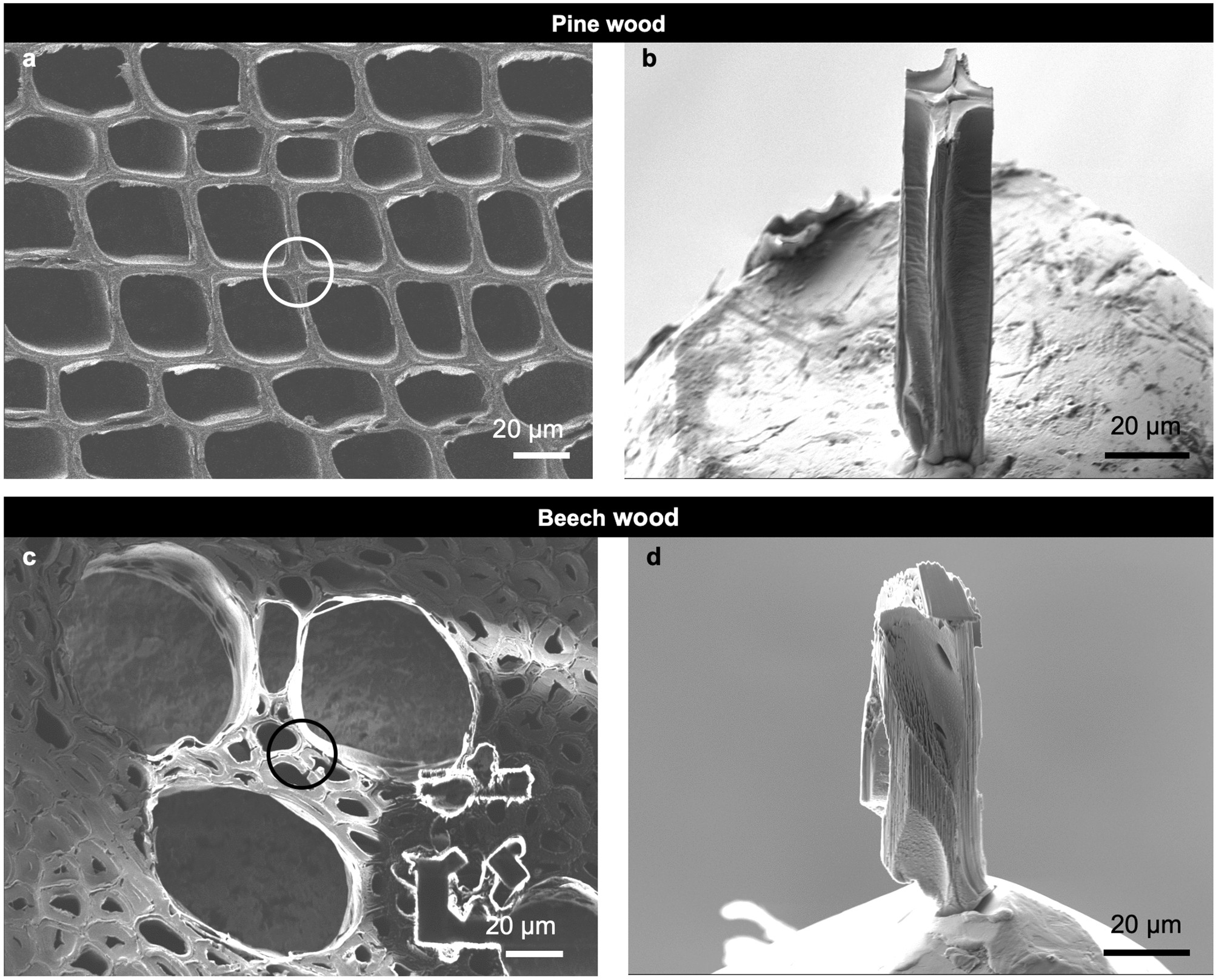 Three Dimensional Imaging Of Xylem At Cell Wall Level Through Near Field Nano Holotomography Scientific Reports