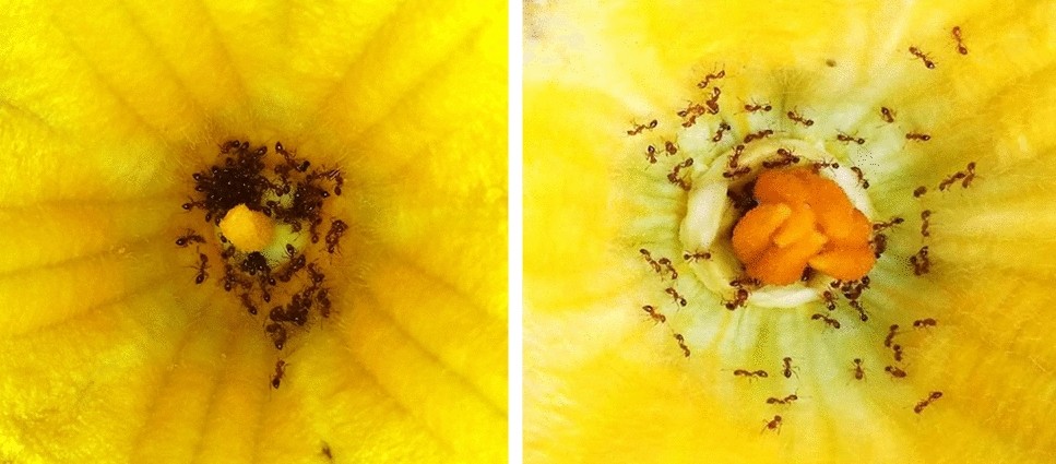 Native and invasive ants affect floral visits of pollinating honey bees in  pumpkin flowers (Cucurbita maxima) | Scientific Reports