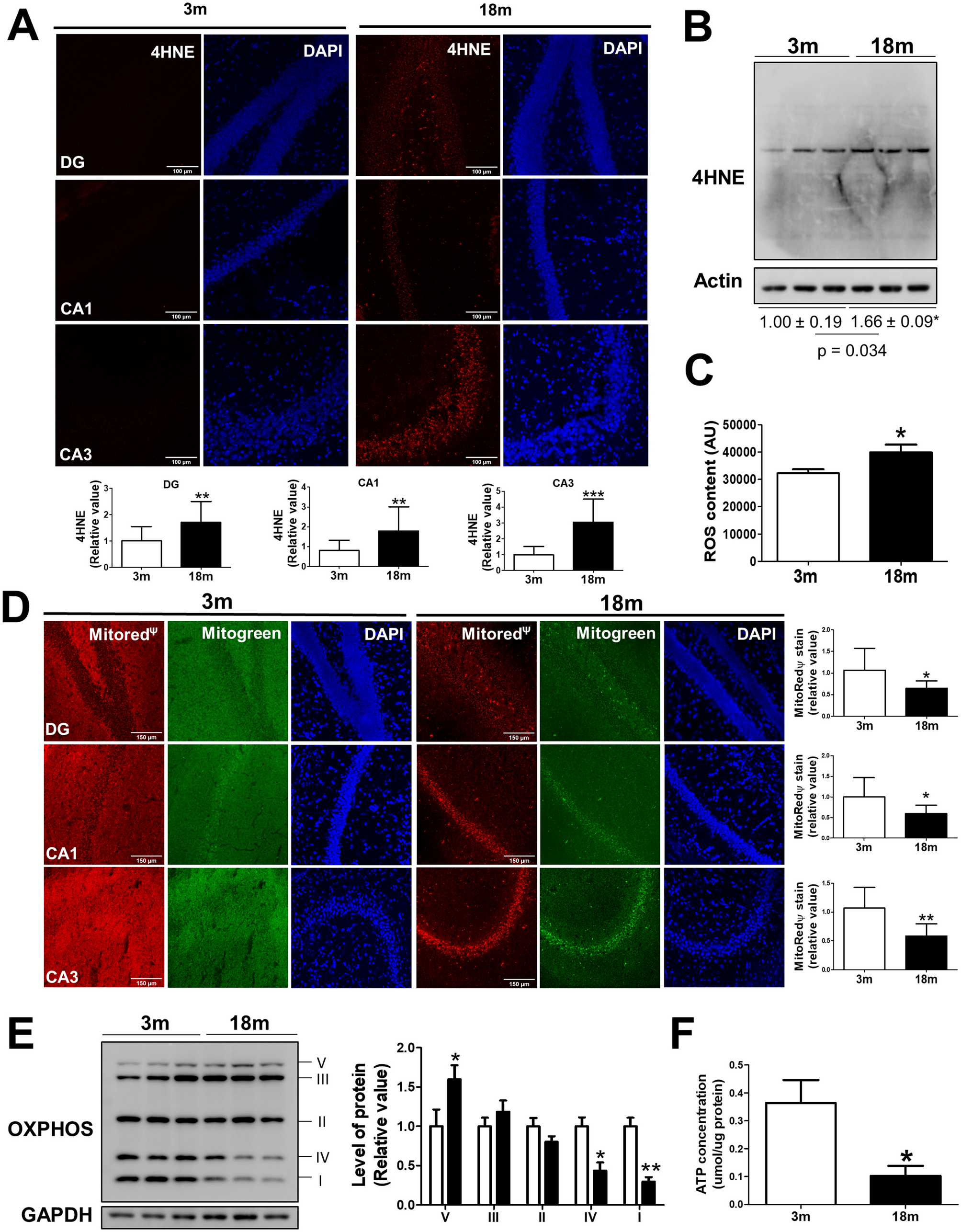 Pathologically Phosphorylated Tau At S396 404 Phf 1 Is Accumulated Inside Of Hippocampal Synaptic Mitochondria Of Aged Wild Type Mice Scientific Reports Pathologically Phosphorylated Tau At S396 404 Phf 1 Is Accumulated Inside Of Hippocampal Synaptic Mitochondria Of Aged Wild Type Mice Scientific Reports