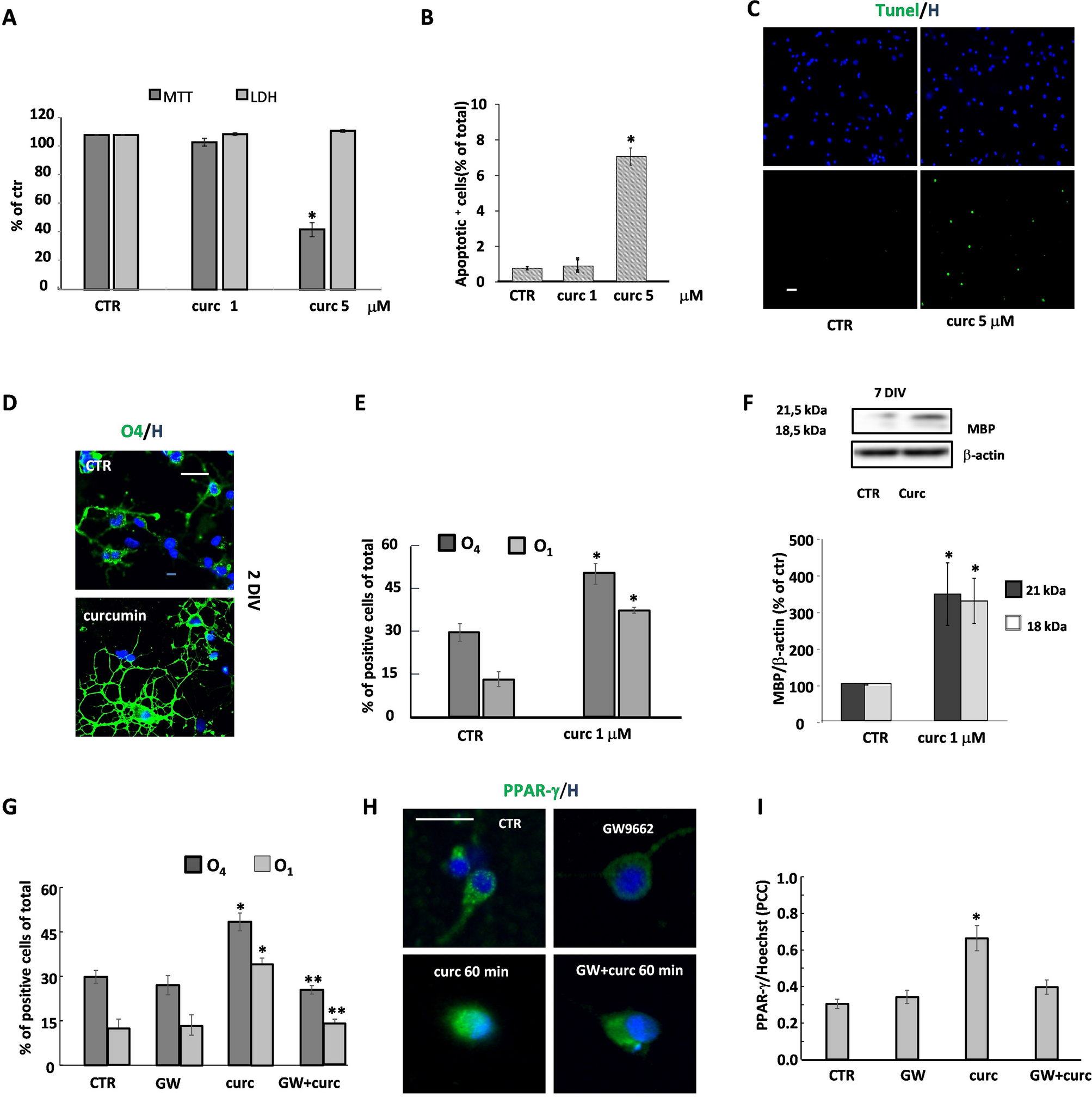 Curcumin Promotes Oligodendrocyte Differentiation And Their Protection Against Tnf A Through The Activation Of The Nuclear Receptor Ppar G Scientific Reports