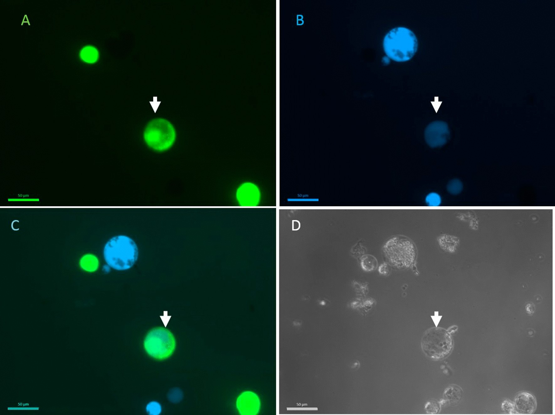 An Asymmetric Protoplast Fusion And Screening Method For Generating Celeriac Cybrids Scientific Reports