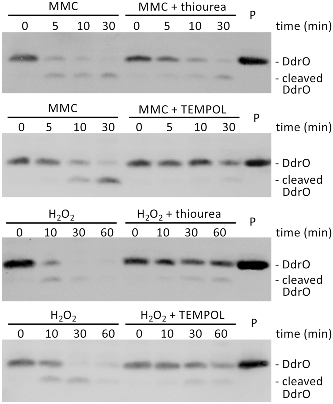 The interplay between Mn and Fe in Deinococcus radiodurans