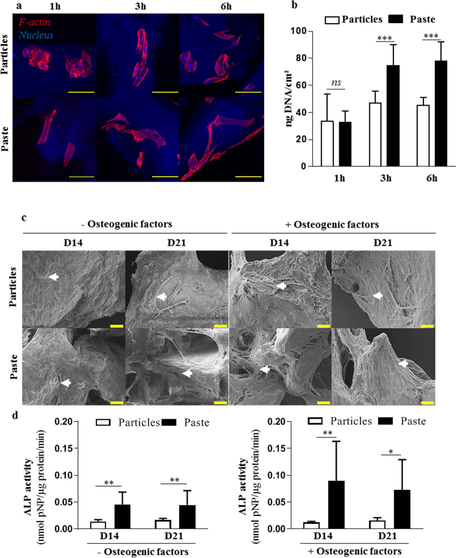 A partially demineralized allogeneic bone graft: in vitro osteogenic  potential and preclinical evaluation in two different intramembranous bone  healing models | Scientific Reports