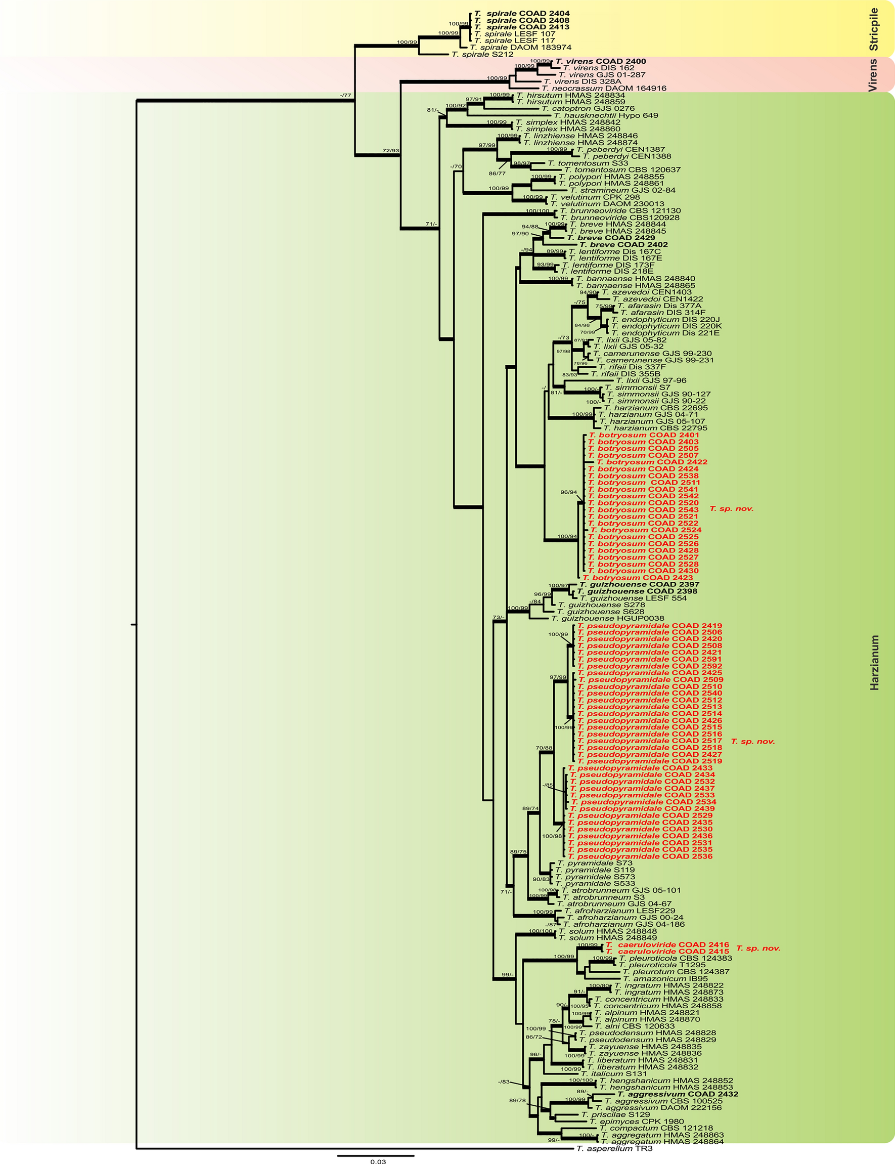 New Species And Records Of Trichoderma Isolated As Mycoparasites And Endophytes From Cultivated And Wild Coffee In Africa Scientific Reports New Species And Records Of Trichoderma Isolated As Mycoparasites And Endophytes From Cultivated And Wild Coffee In Africa Scientific Reports