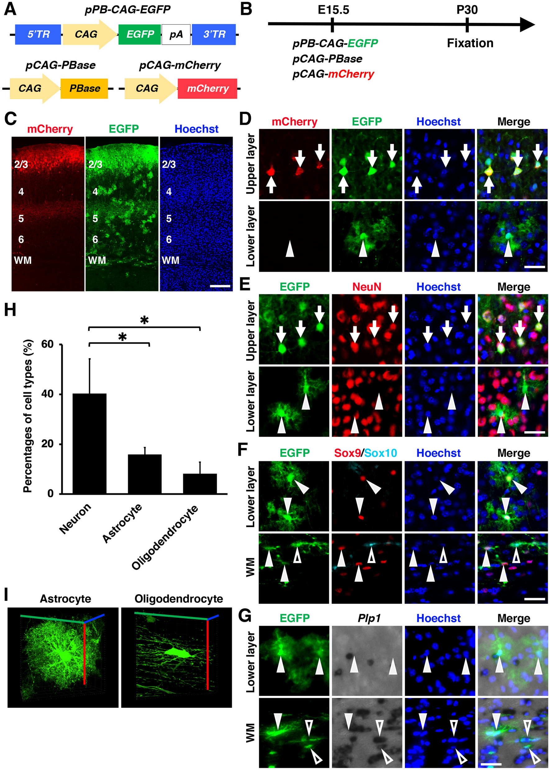 Glial cell type-specific gene expression in the mouse cerebrum using the  piggyBac system and in utero electroporation | Scientific Reports