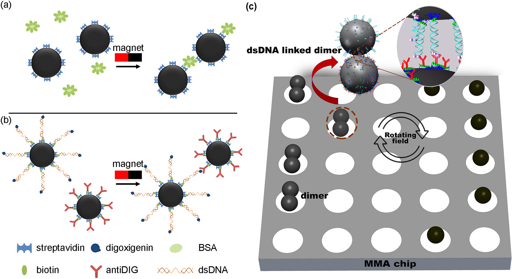 Design of micromagnetic arrays for on-chip separation of superparamagnetic  bead aggregates and detection of a model protein and double-stranded DNA  analytes | Scientific Reports