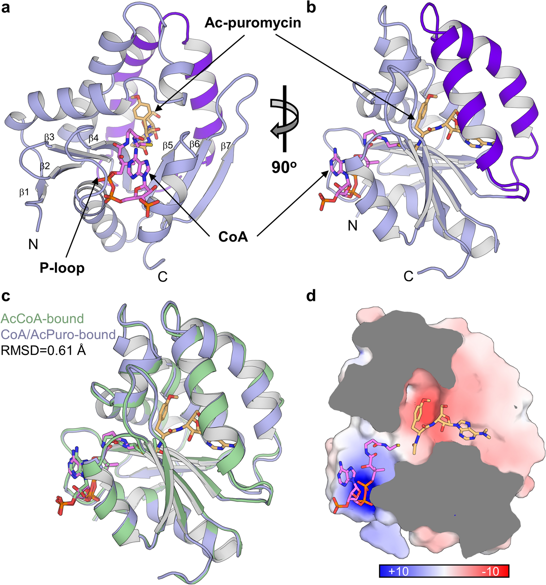 Structure-guided selection of puromycin N-acetyltransferase mutants with  enhanced selection stringency for deriving mammalian cell lines expressing  recombinant proteins | Scientific Reports