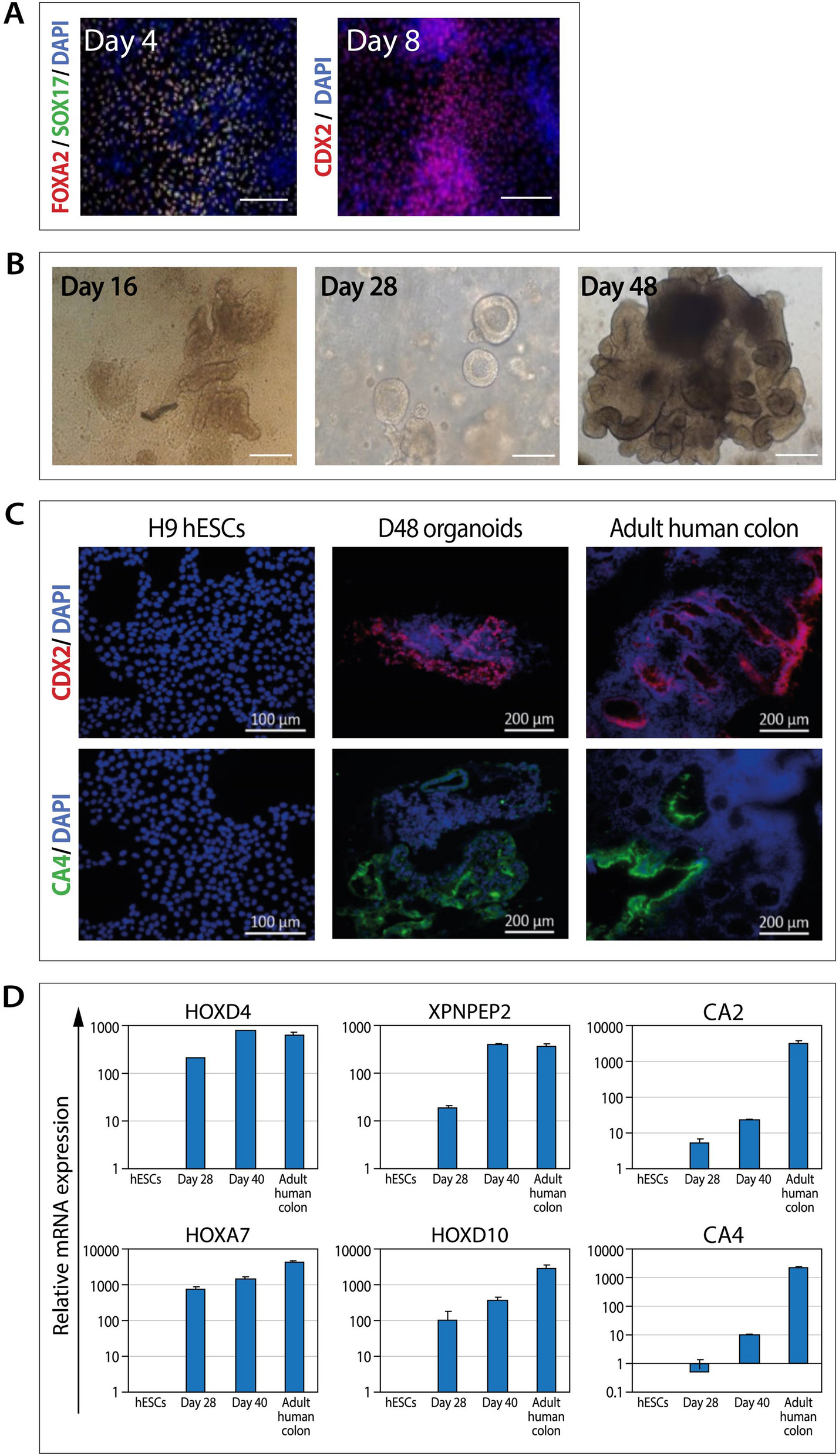 Heterozygous APC germline mutations impart predisposition to colorectal  cancer | Scientific Reports