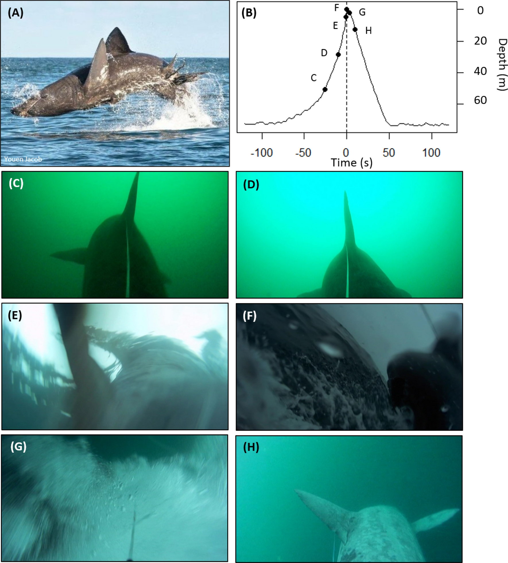 High resolution biologging of breaching by the world's second largest shark  species | Scientific Reports