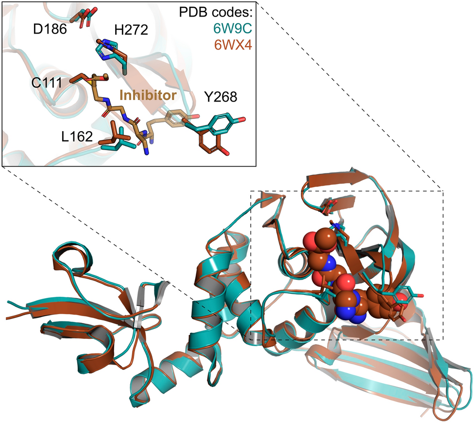 Drug design and repurposing with DockThor-VS web server focusing on  SARS-CoV-2 therapeutic targets and their non-synonym variants | Scientific  Reports