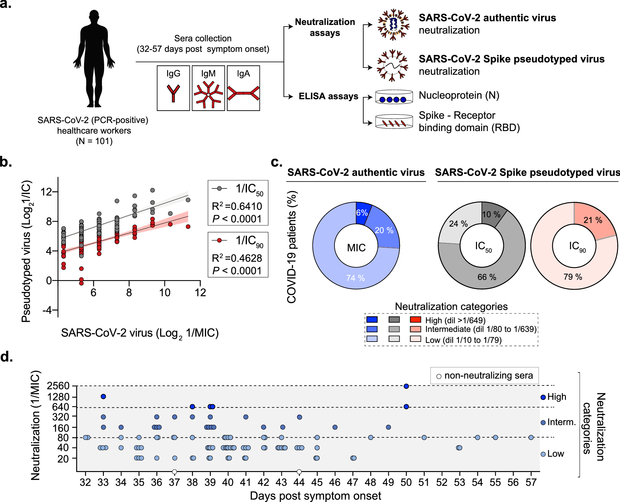 ELISA analysis of sera immunoglobulin (Ig)G dynamics. The data