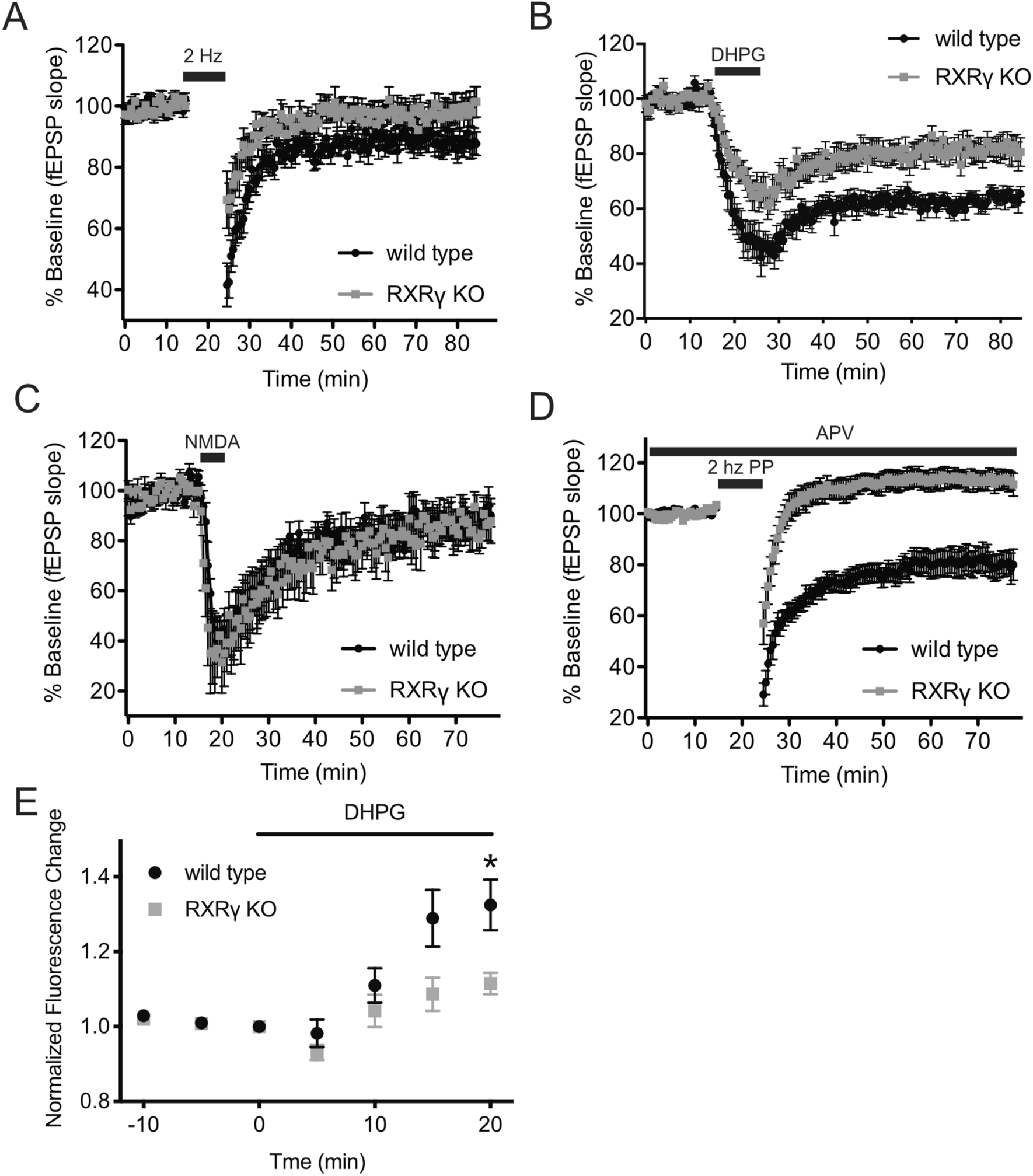 Effects of local perfusion of alpha-methyl-p-tyrosine (AMPT; 100 µM) on