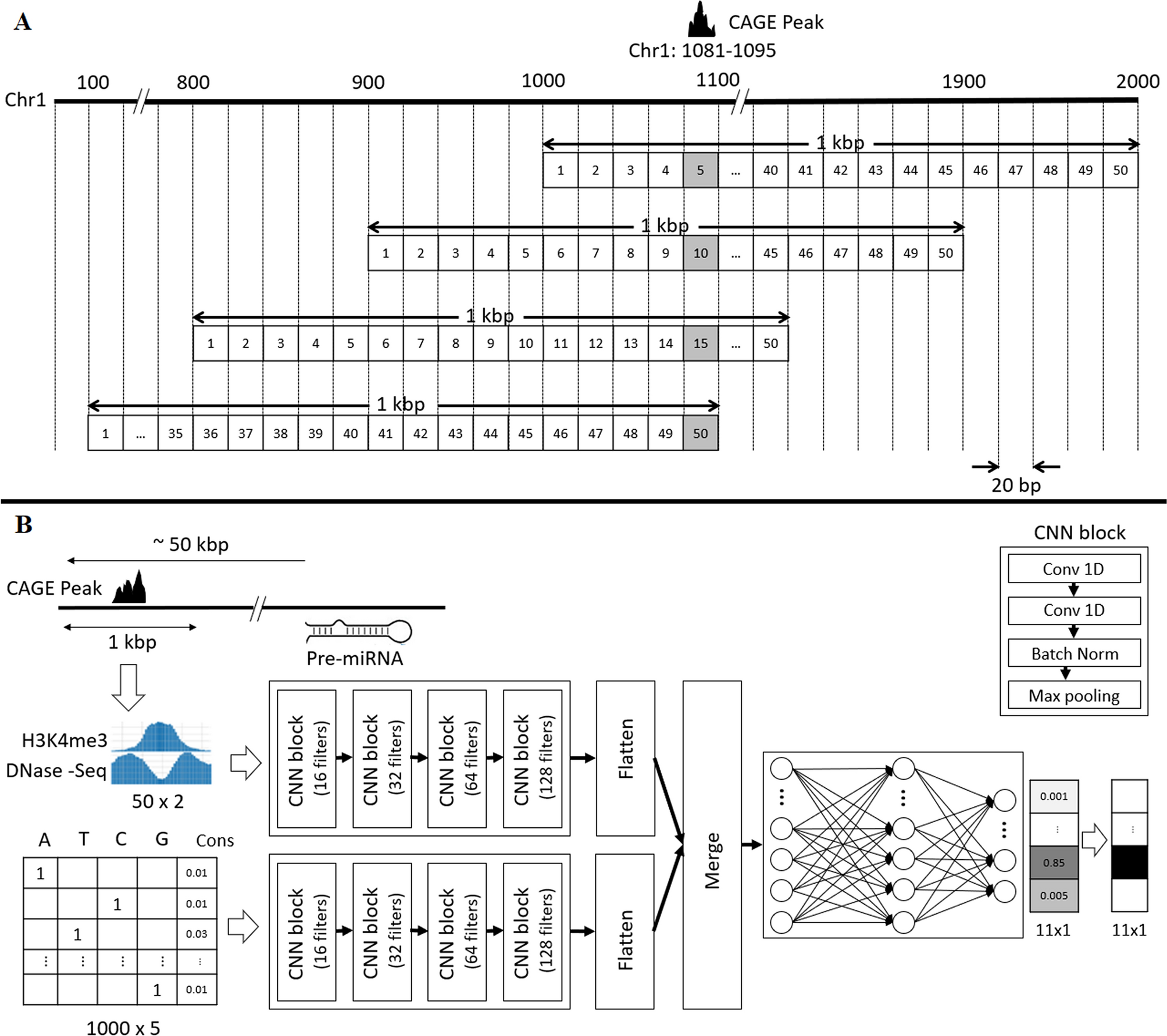 A Two Stream Convolutional Neural Network For Microrna Transcription Start Site Feature Integration And Identification Scientific Reports A Two Stream Convolutional Neural Network For Microrna Transcription Start Site Feature Integration And Identification Scientific Reports