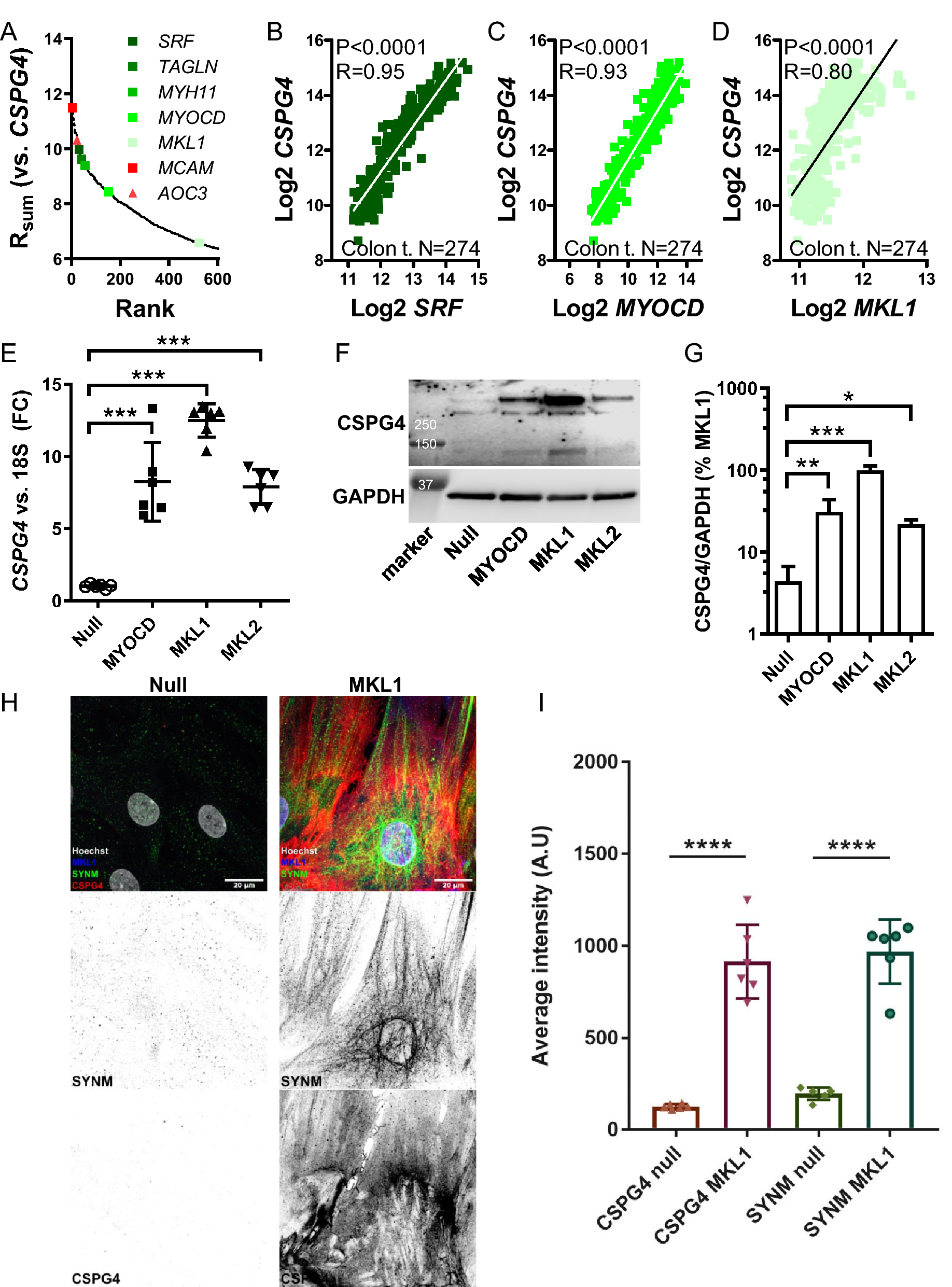 NG2/CSPG4, CD146/MCAM and VAP1/AOC3 are regulated by myocardin-related  transcription factors in smooth muscle cells | Scientific Reports