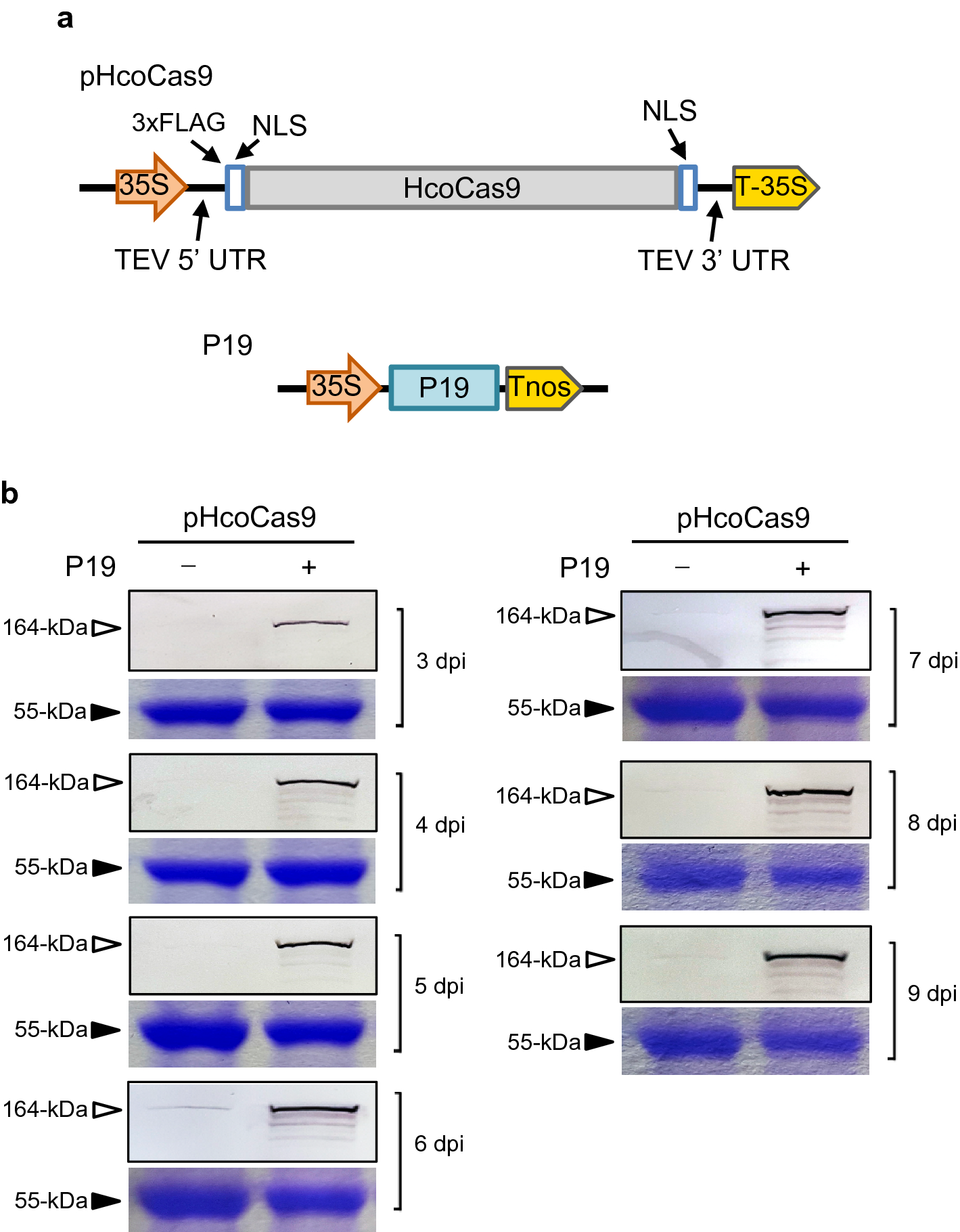 RNA silencing suppressor-influenced performance of a virus vector  delivering both guide RNA and Cas9 for CRISPR gene editing | Scientific  Reports
