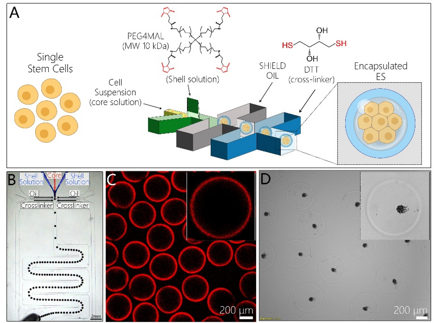 Core Shell Hydrogel Microcapsules Enable Formation Of Human Pluripotent Stem Cell Spheroids And Their Cultivation In A Stirred Bioreactor Scientific Reports