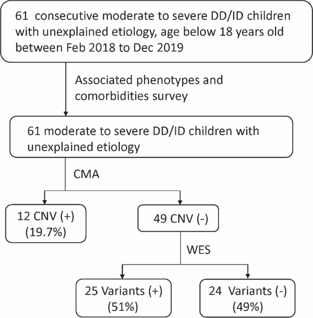 Extending the clinical and genetic spectrum of ARID2 related intellectual  disability. A case series of 7 patients - ScienceDirect