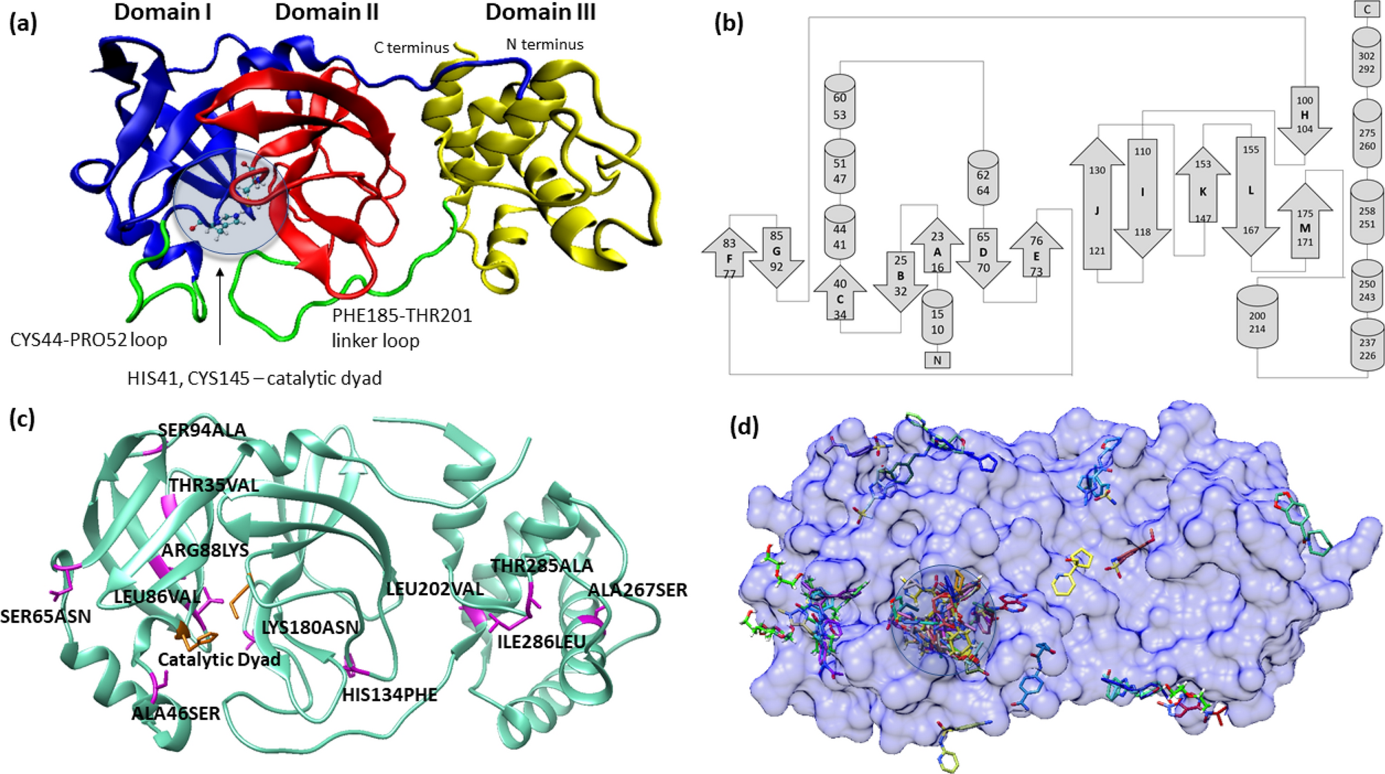 Understanding Virus Structure and Dynamics through Molecular Simulations