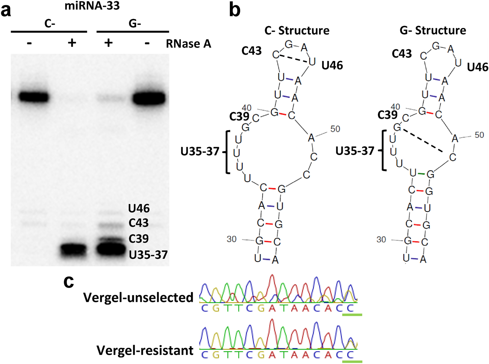 Aedes Aegypti Mirna 33 Modulates Permethrin Induced Toxicity By Regulating Vgsc Transcripts Scientific Reports