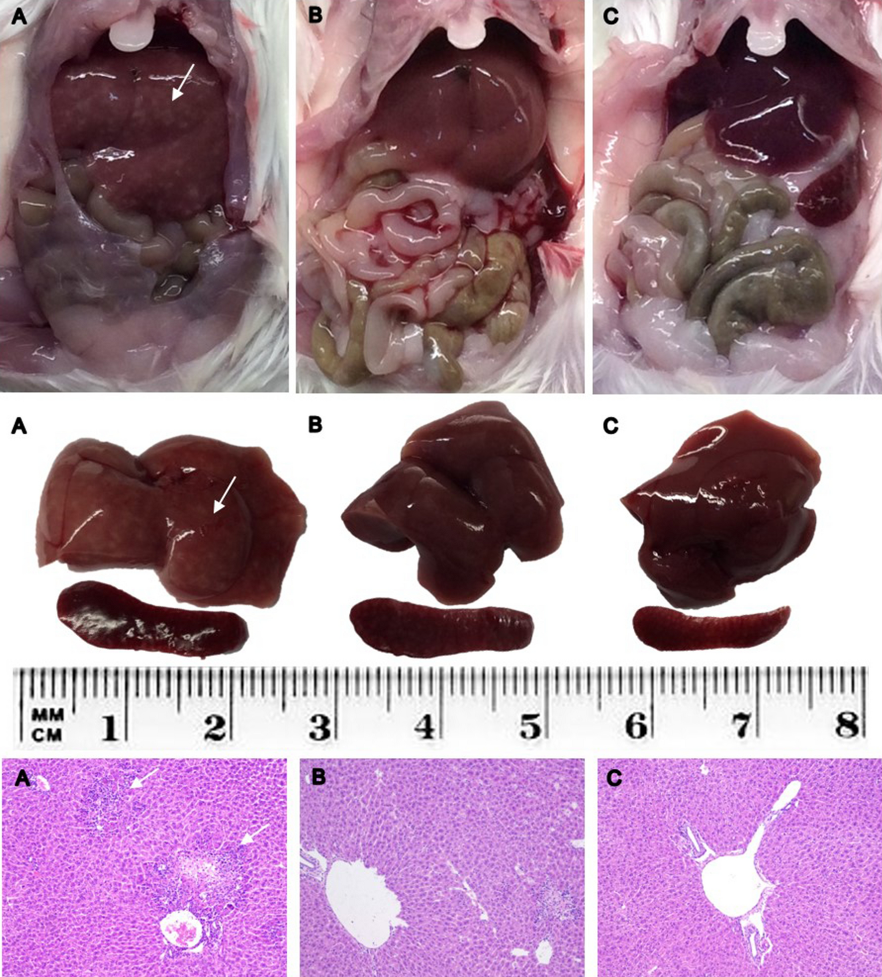 Ivermectin Reduces In Vivo Coronavirus Infection In A Mouse Experimental Model Scientific Reports