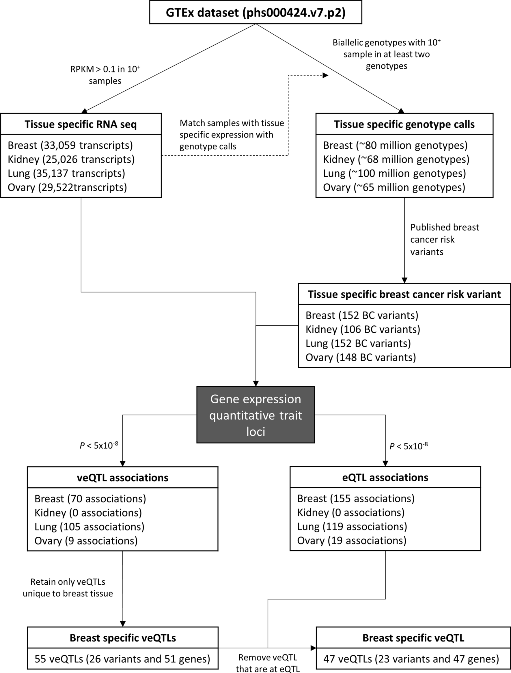 Variable Expression Quantitative Trait Loci Analysis Of Breast Cancer Risk Variants Scientific Reports Variable Expression Quantitative Trait Loci Analysis Of Breast Cancer Risk Variants Scientific Reports