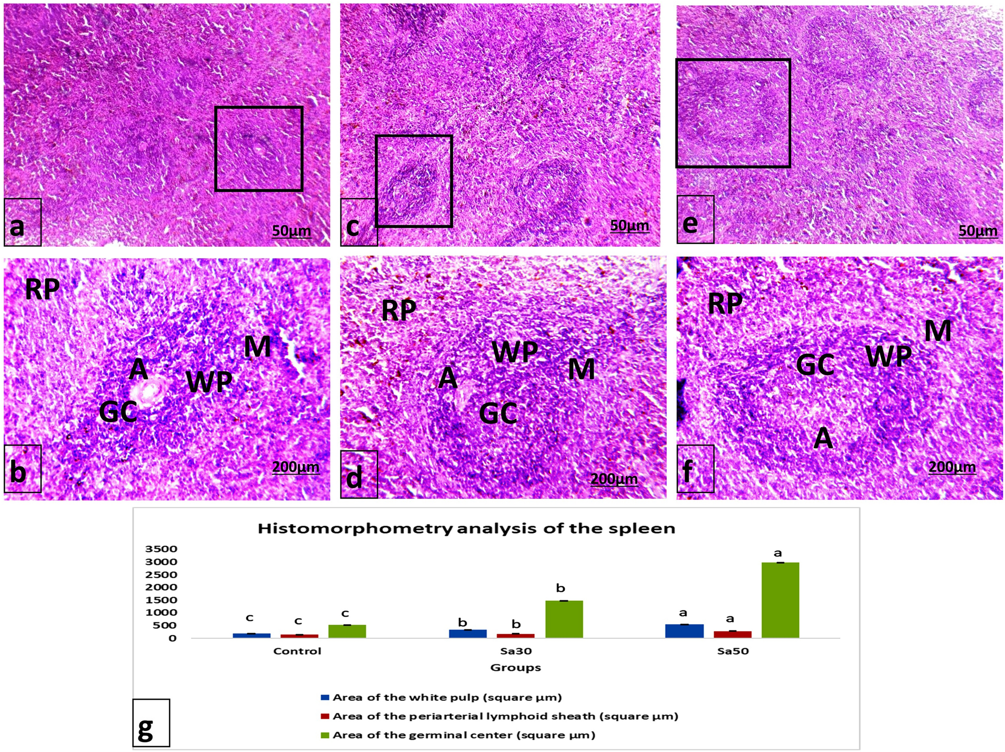 The effect of dietary supplementation with Nigella sativa (black seeds) mediates immunological function in male Wistar rats Scientific Reports