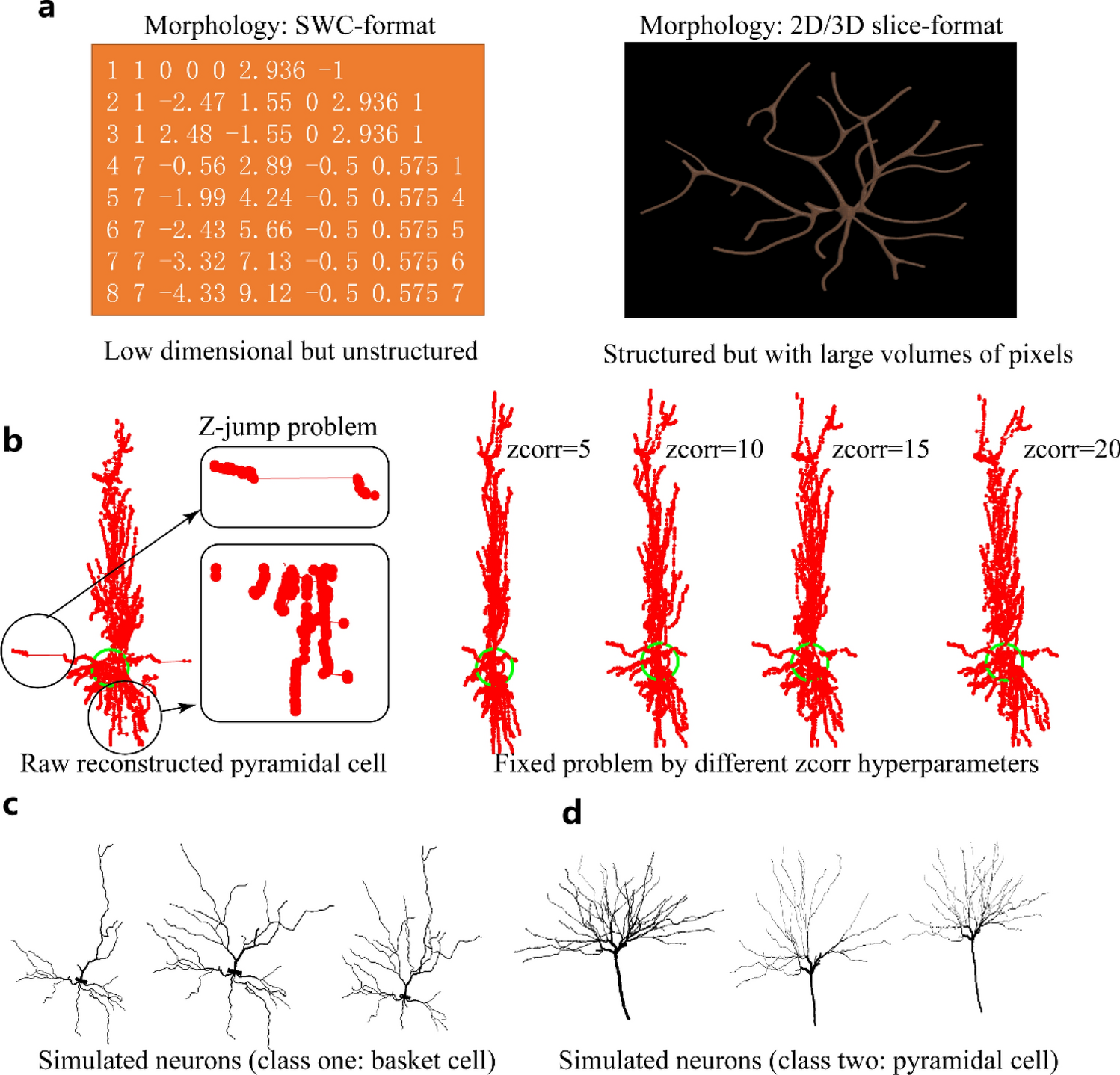 Neuron type classification in rat brain based on integrative convolutional  and tree-based recurrent neural networks | Scientific Reports