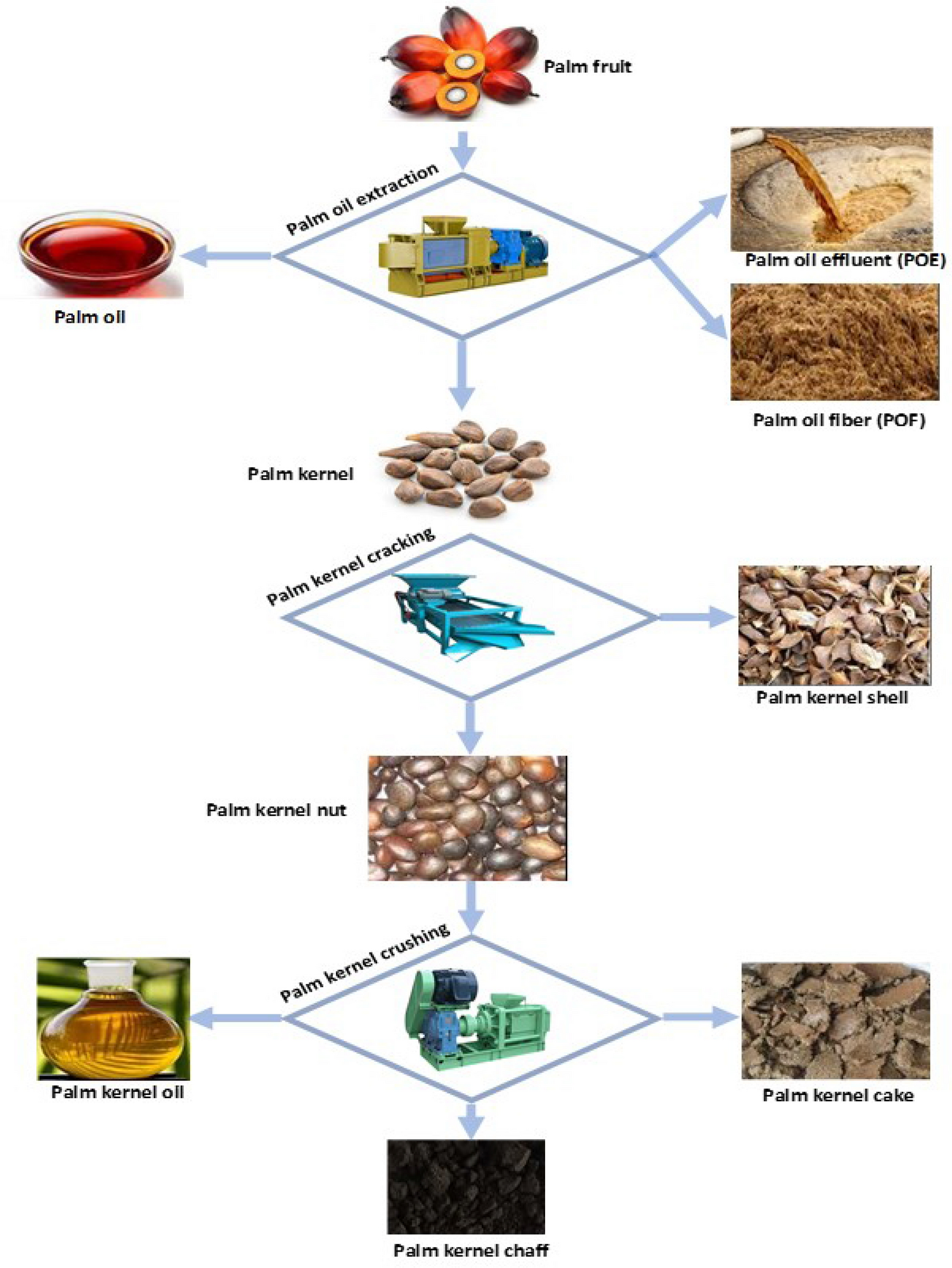 How is palm kernel oil produced?_Palm Oil Extraction FAQ