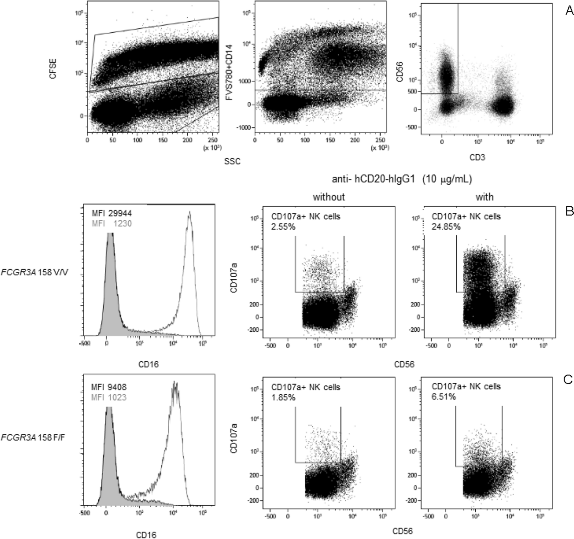 The Fcgr3a 158 V V Genotype Is Associated With Decreased Survival Of Renal Allografts With Chronic Active Antibody Mediated Rejection Scientific Reports The Fcgr3a 158 V V Genotype Is Associated With Decreased Survival Of Renal Allografts With Chronic Active Antibody Mediated Rejection Scientific Reports