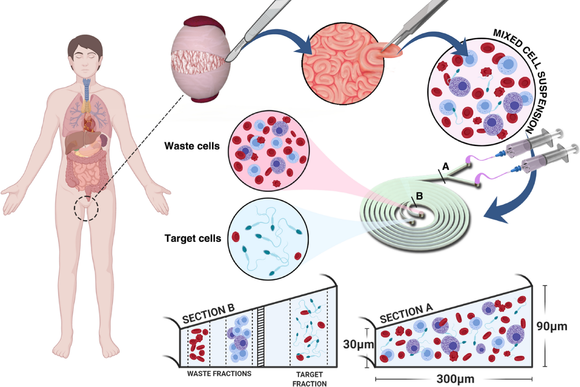 A microfluidic approach to rapid sperm image