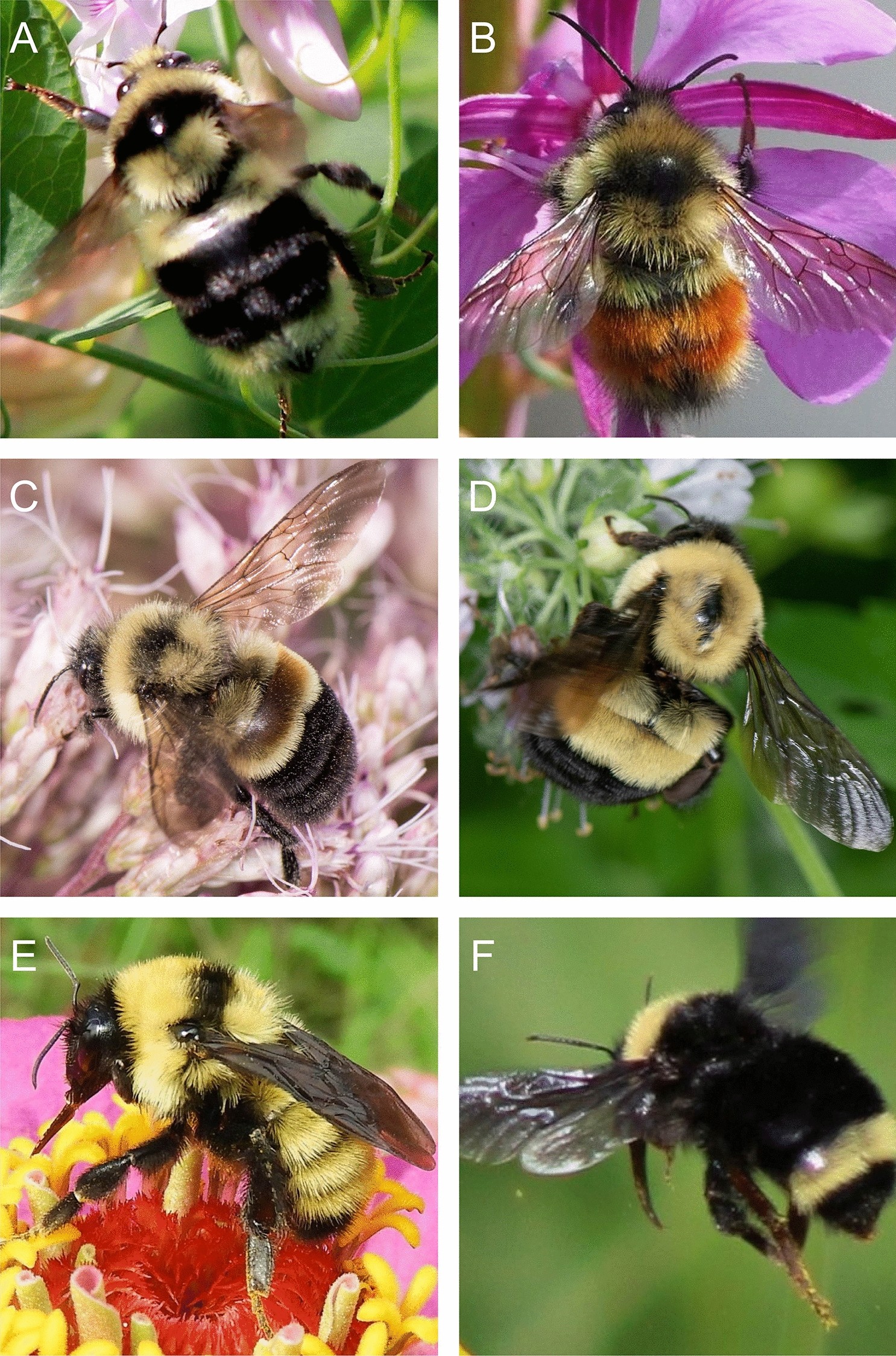 Types of Bees: Bumblebees vs. Honeybees