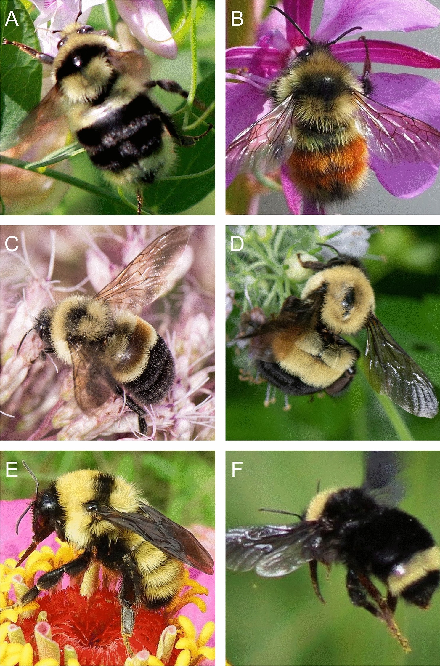 EXT XEN.0011 Midwest Bumble Bee Identification, Ecology, and