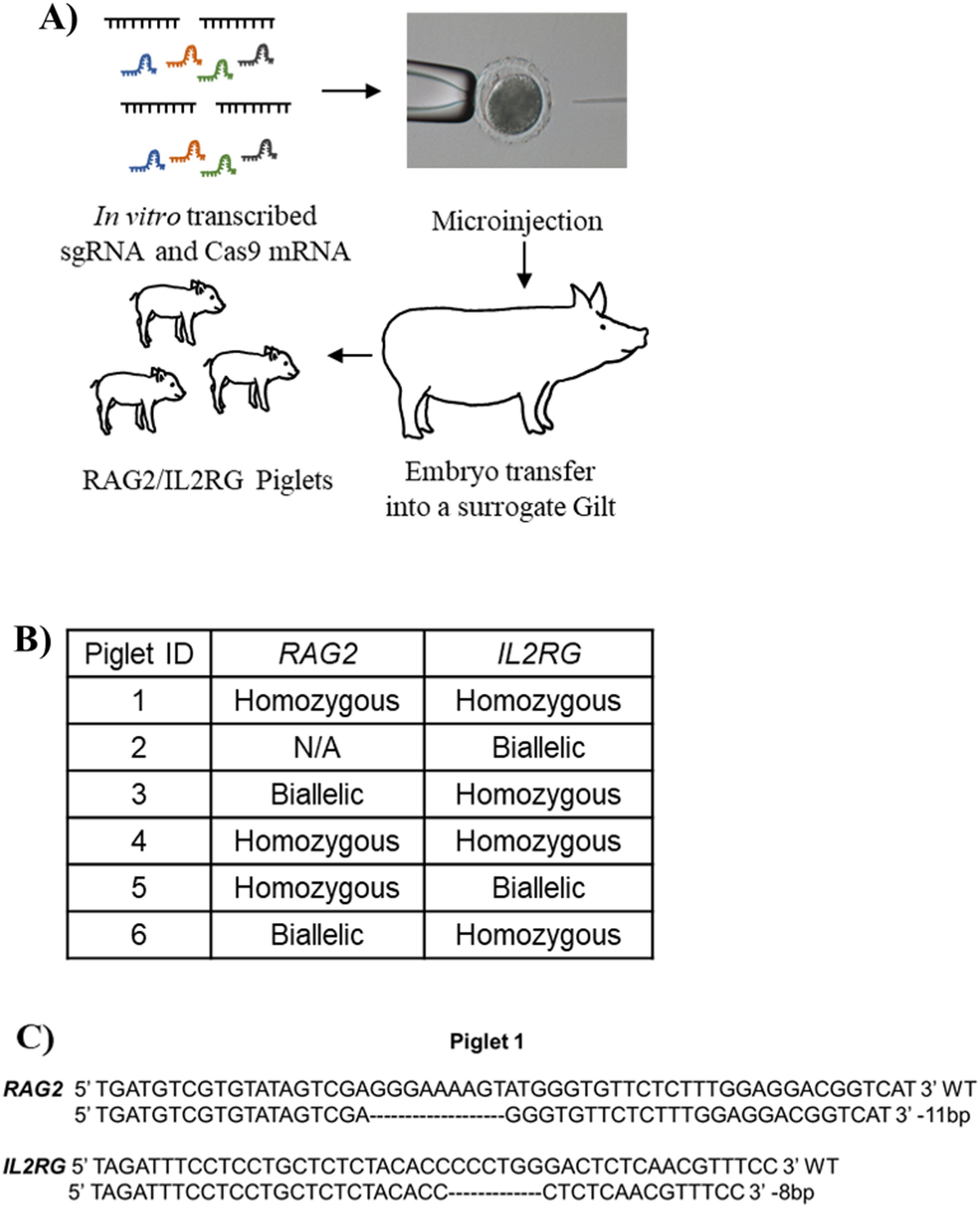 Establishing an immunocompromised porcine model of human cancer for novel  therapy development with pancreatic adenocarcinoma and irreversible  electroporation | Scientific Reports