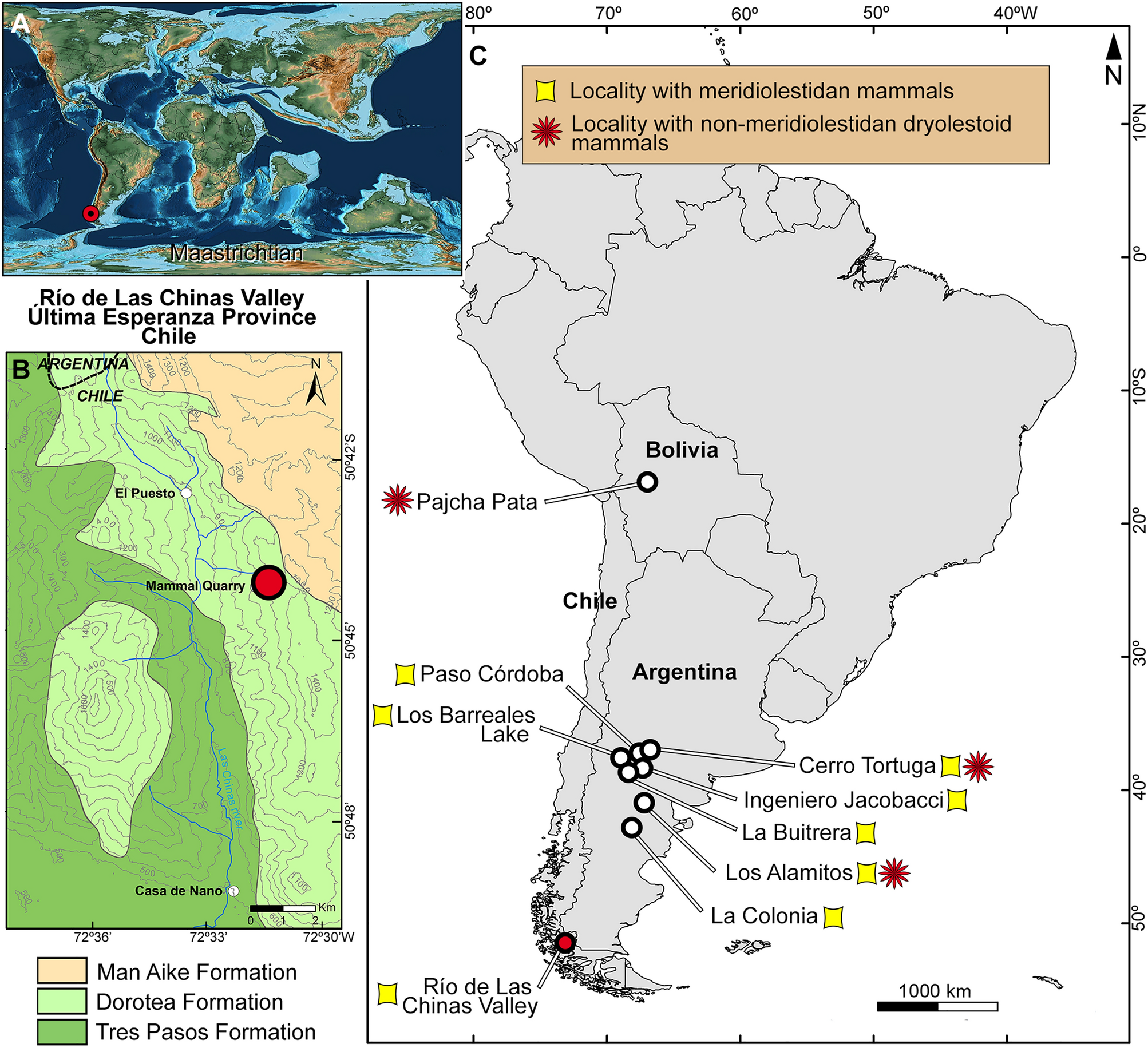 New Cladotherian Mammal From Southern Chile And The Evolution Of Mesungulatid Meridiolestidans At The Dusk Of The Mesozoic Era Scientific Reports New Cladotherian Mammal From Southern Chile And The Evolution Of Mesungulatid Meridiolestidans At The Dusk Of The Mesozoic Era Scientific Reports