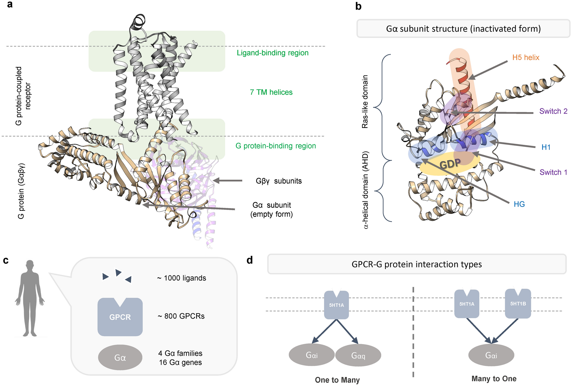 Coevolution Underlies Gpcr G Protein Selectivity And Functionality Scientific Reports