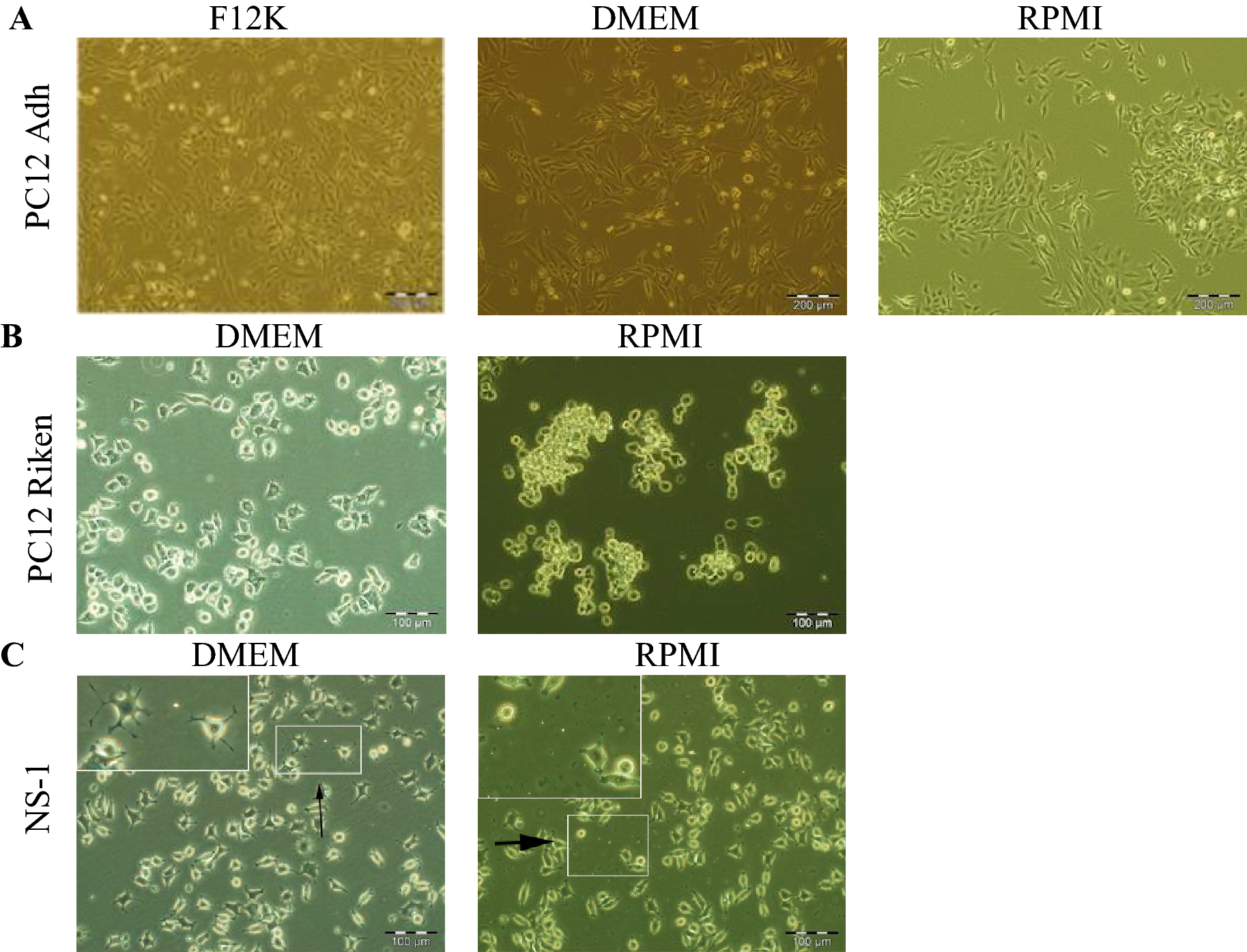 Effects of (A) CORT and (B) essential oils on the viability of PC12