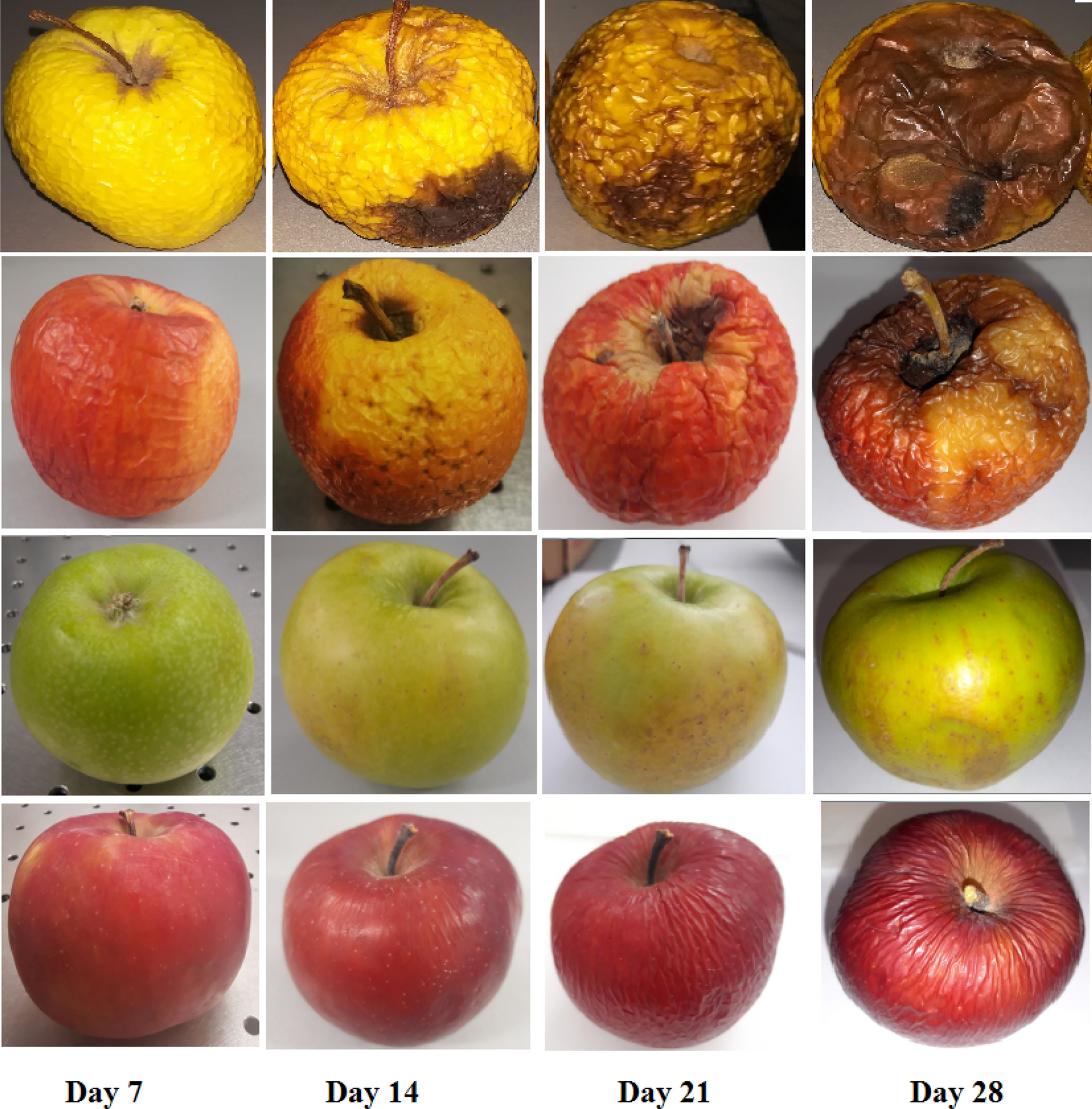 Granny Smith Apple – Determining Ripeness