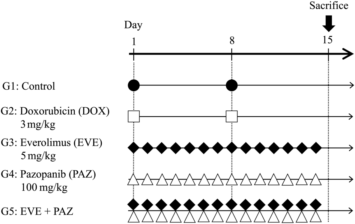 An Mtor And Vegfr Inhibitor Combination Arrests A Doxorubicin Resistant Lung Metastatic Osteosarcoma In A Pdox Mouse Model Scientific Reports An Mtor And Vegfr Inhibitor Combination Arrests A Doxorubicin Resistant Lung Metastatic Osteosarcoma In A Pdox Mouse Model Scientific Reports