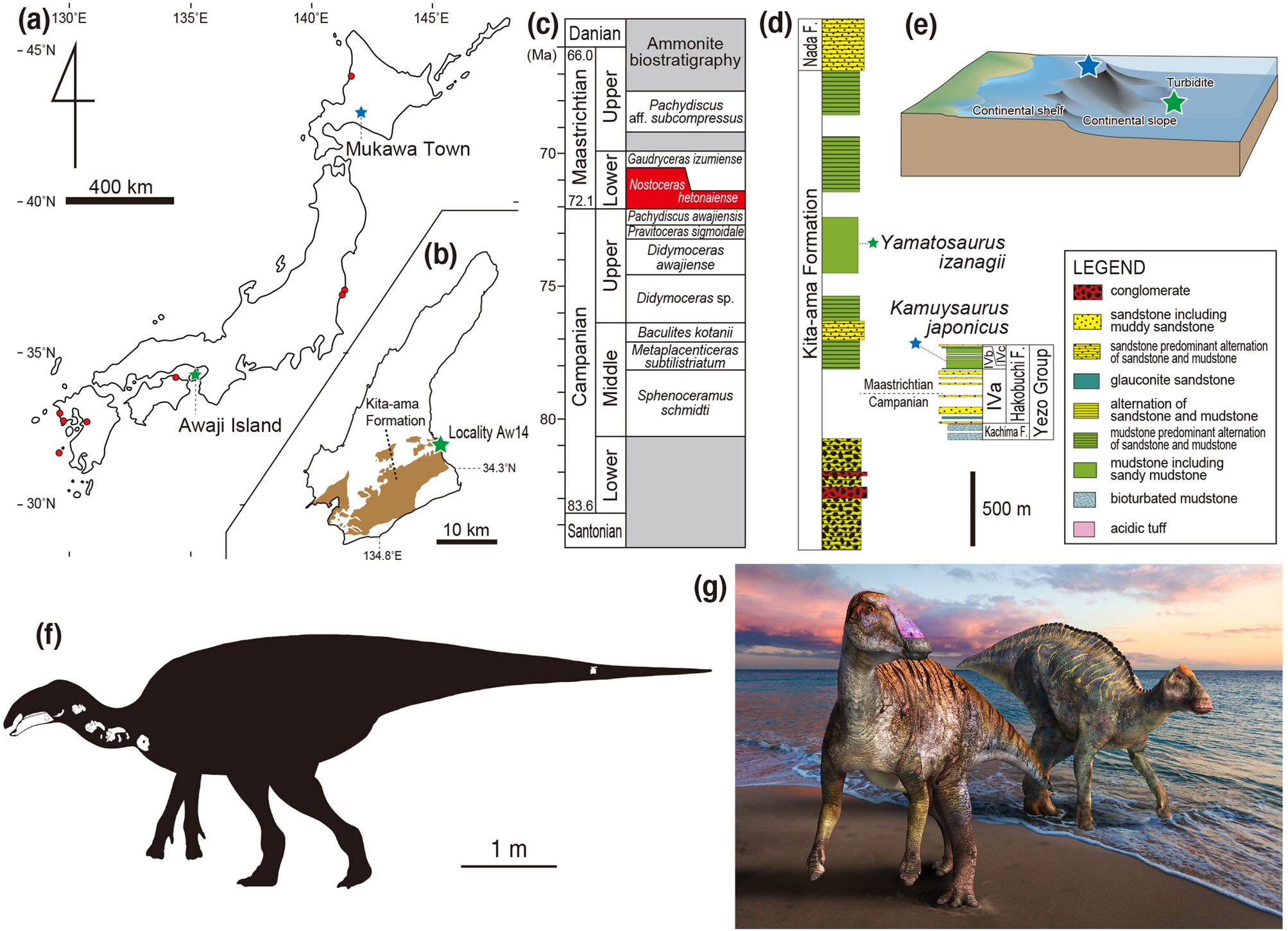 A new basal hadrosaurid (Dinosauria Ornithischia) from the latest Cretaceous Kita-ama Formation in Japan implies the origin of hadrosaurids Scientific Reports photo