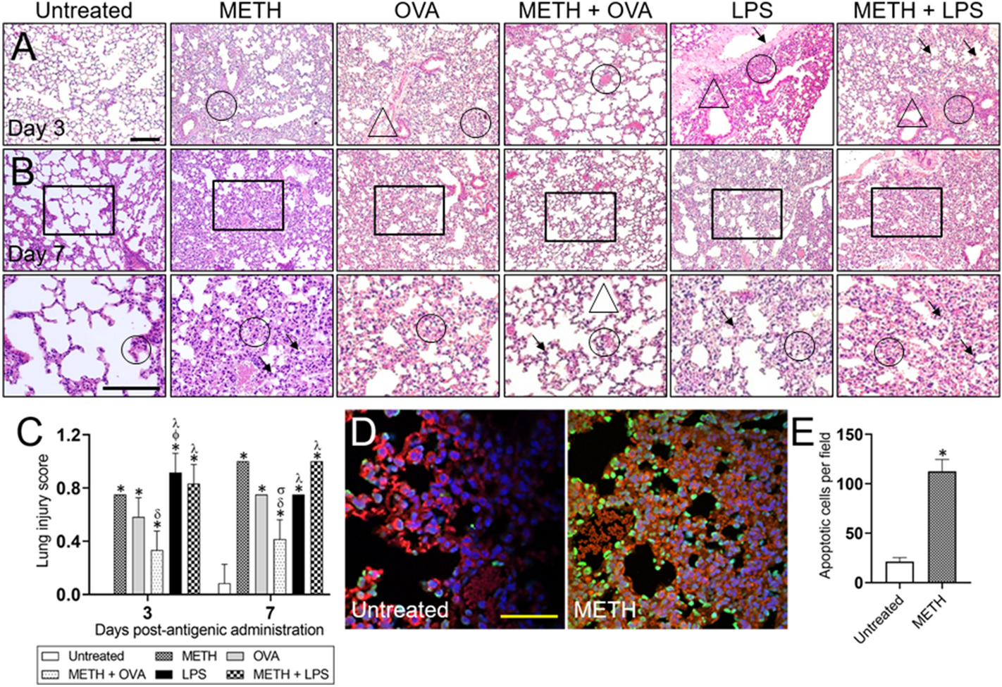 Methamphetamine facilitates pulmonary and splenic tissue injury and reduces T cell infiltration in C57BL/6 mice after antigenic challenge Scientific Reports