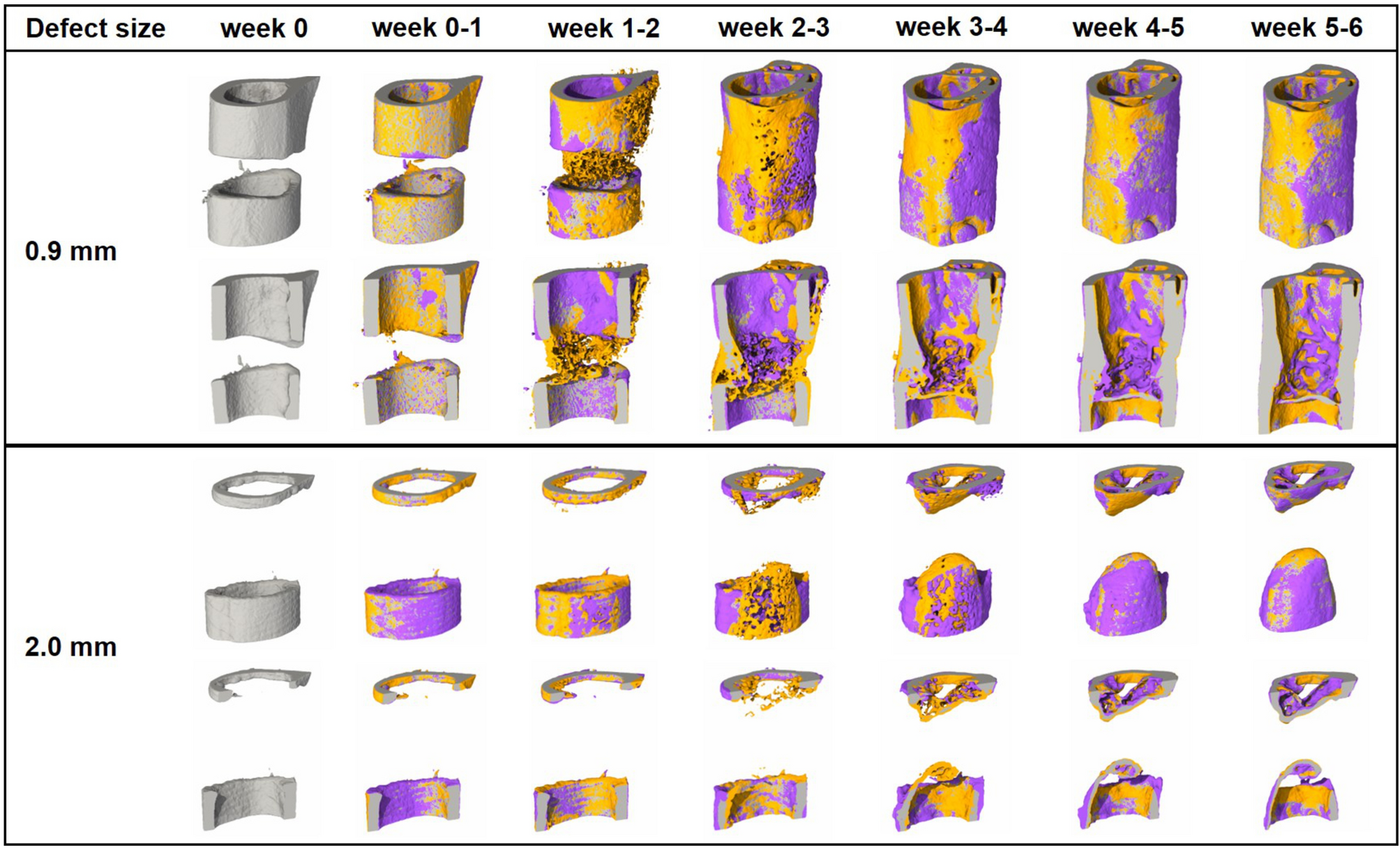 Spatio-temporal characterization of fracture healing patterns and  assessment of biomaterials by time-lapsed in vivo micro-computed tomography  | Scientific Reports