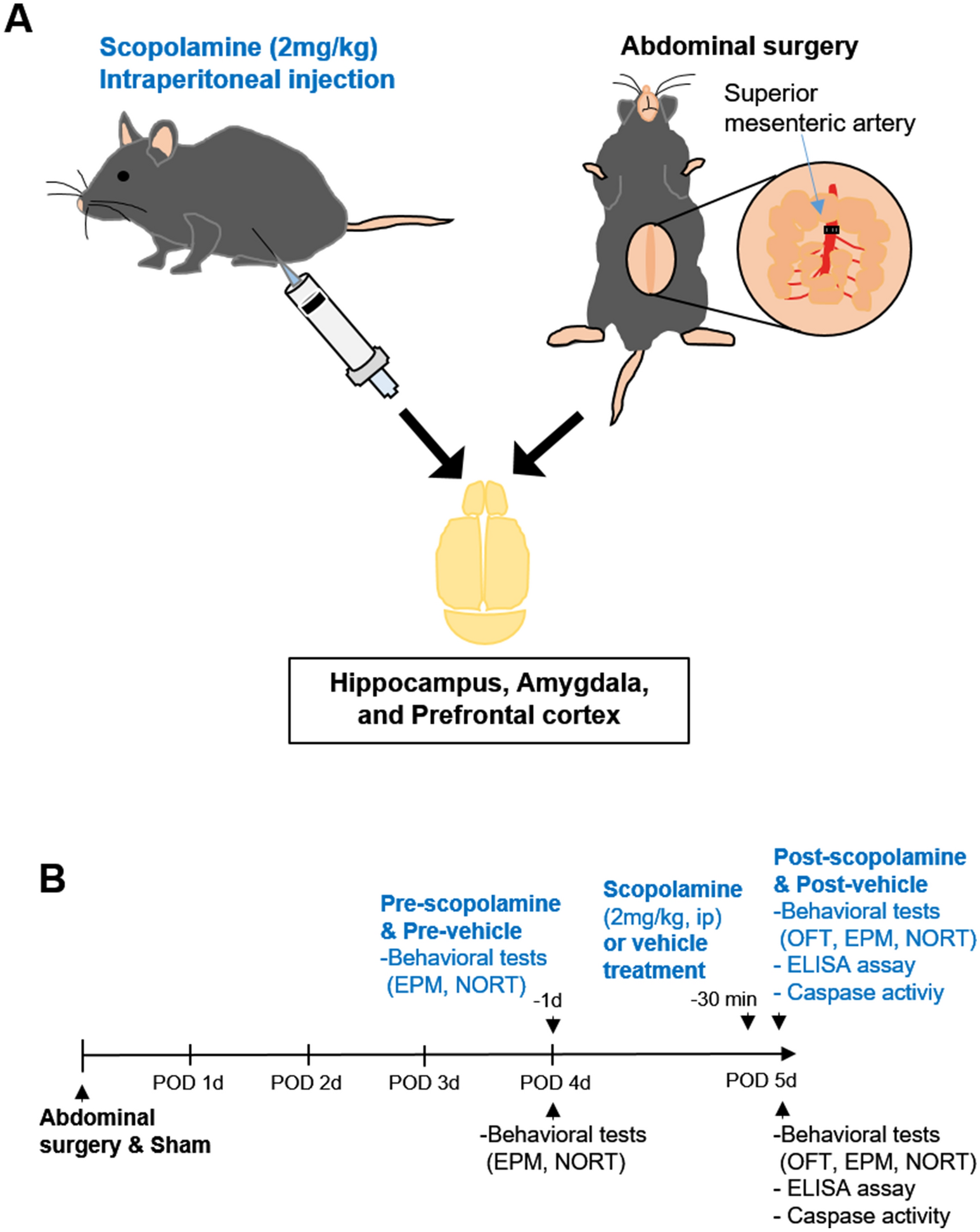 Scopolamine Promotes Neuroinflammation And Delirium Like Neuropsychiatric Disorder In Mice Scientific Reports