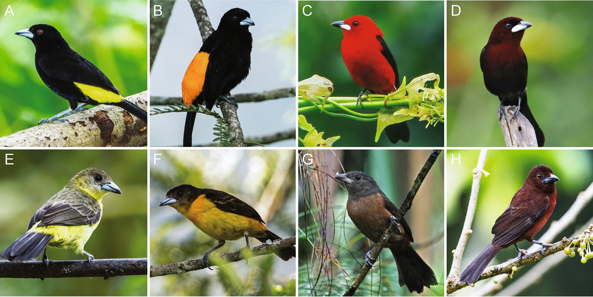 Microstructures amplify carotenoid plumage signals in tanagers Scientific Reports picture