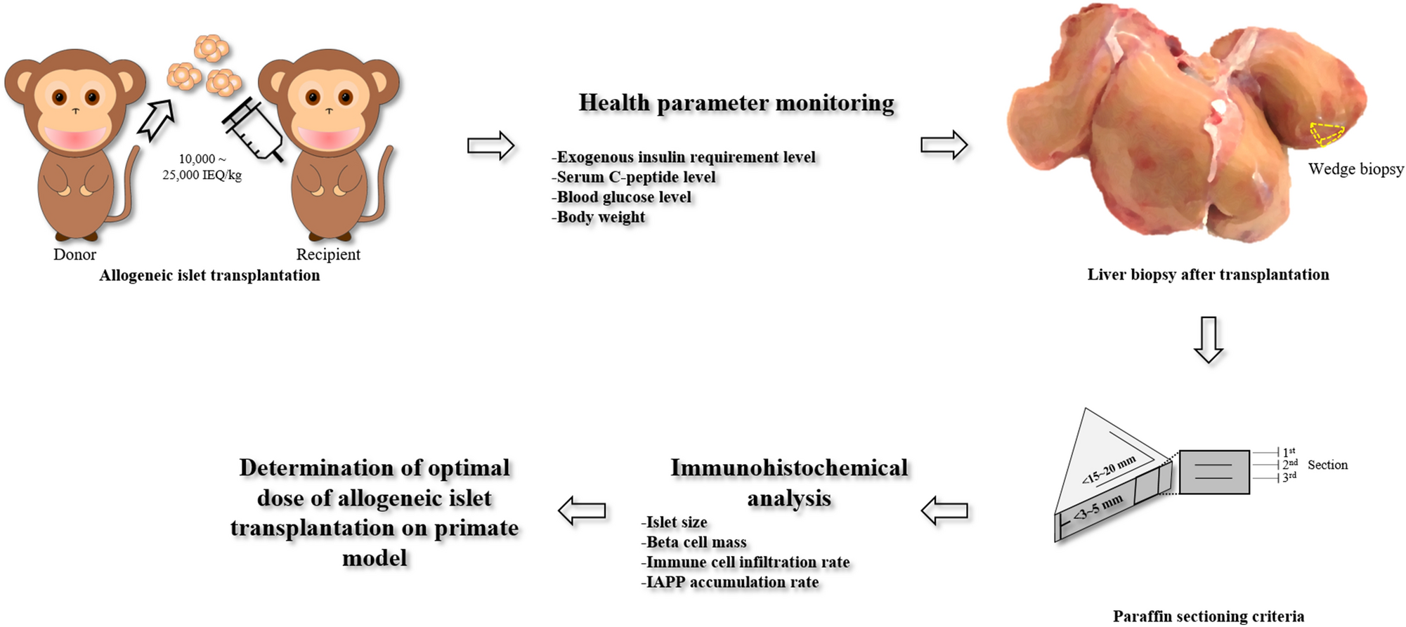 Optimal allogeneic islet dose for transplantation in insulin-dependent  diabetic Macaca fascicularis monkeys | Scientific Reports
