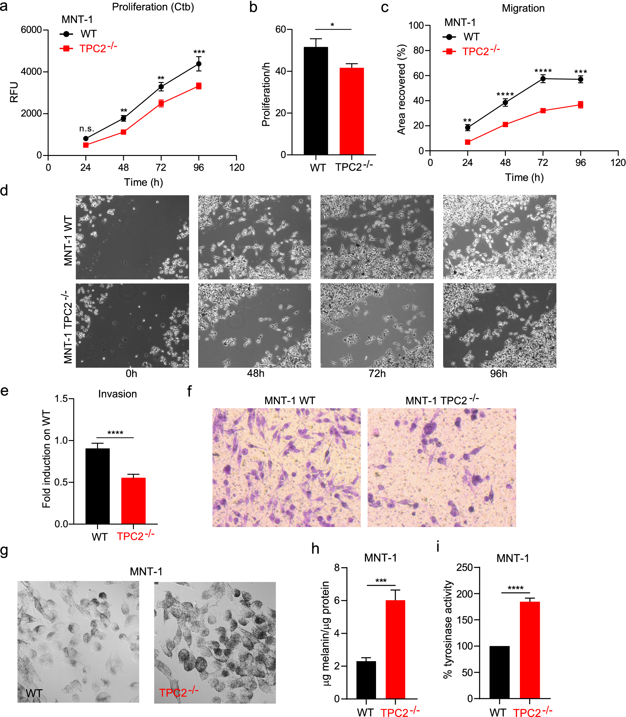 Flavonoids increase melanin production and reduce proliferation, migration and invasion of melanoma cells by blocking endolysosomal/melanosomal TPC2 | Scientific Reports Flavonoids increase melanin production and reduce proliferation, migration and invasion of melanoma cells by blocking endolysosomal/melanosomal TPC2 | Scientific Reports