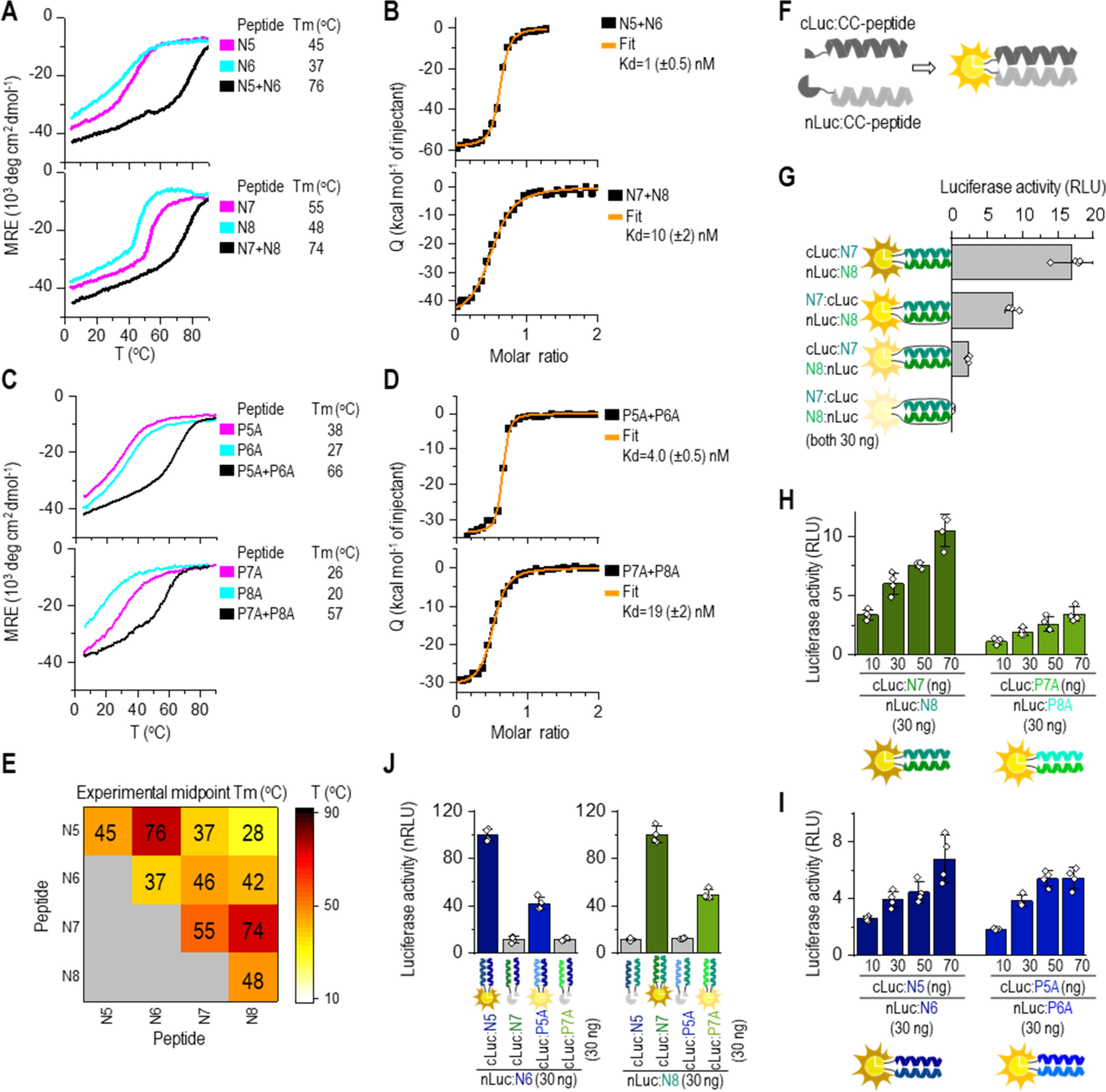 Coiled Coil Heterodimers With Increased Stability For Cellular Regulation And Sensing Sars Cov 2 Spike Protein Mediated Cell Fusion Scientific Reports